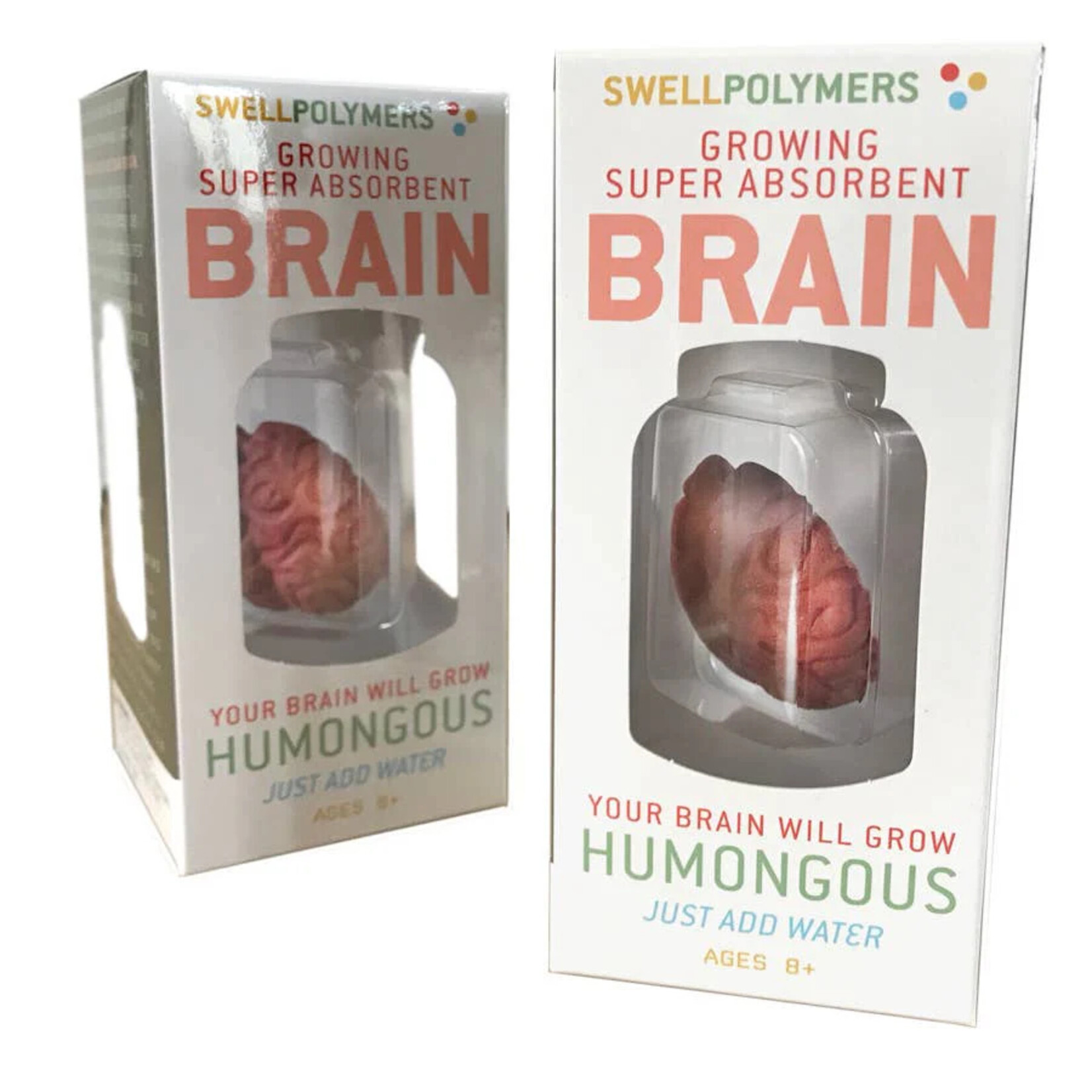 Copernicus Toys DIY Grow A Brain Science Kit