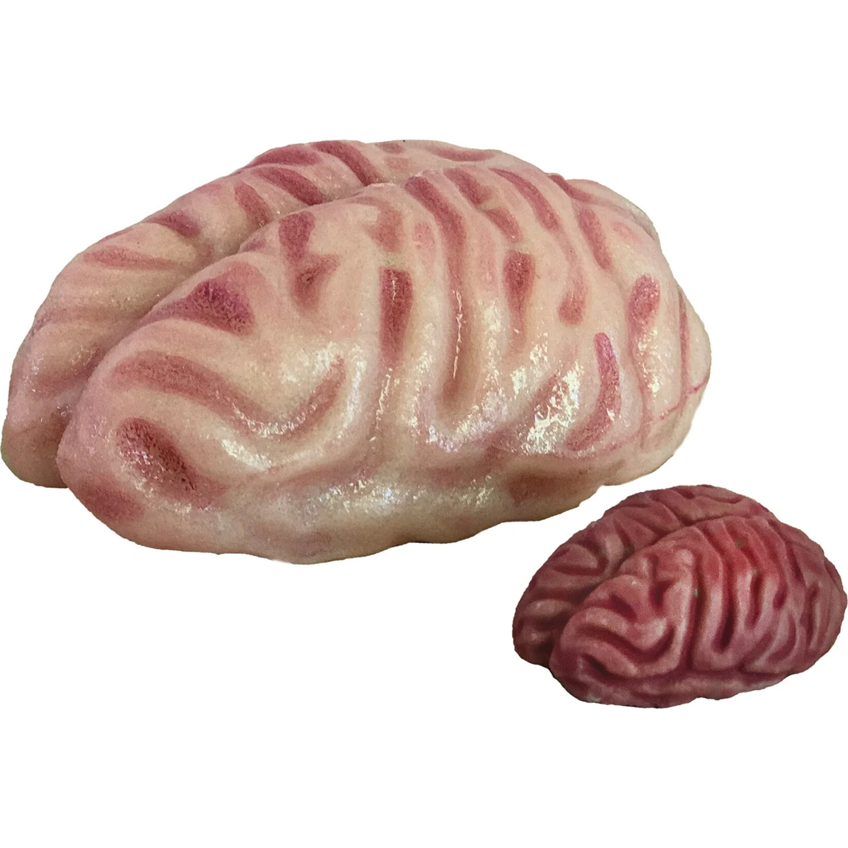 Copernicus Toys DIY Grow A Brain Science Kit