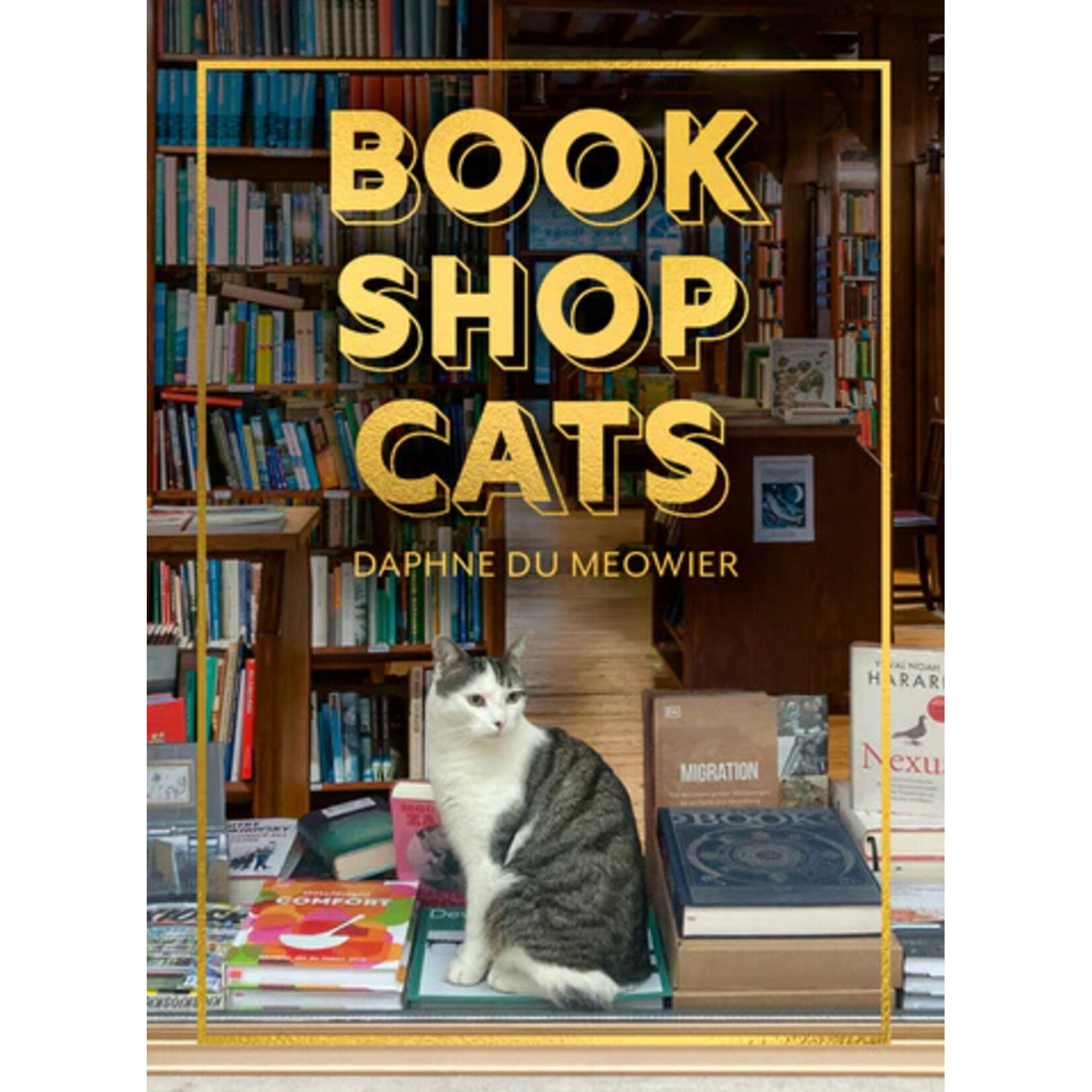 Bookshop Cats