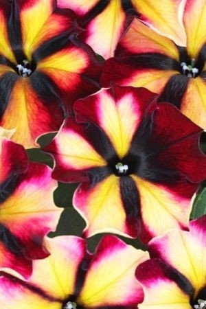 Pearl & Hart Spring Planter Workshop