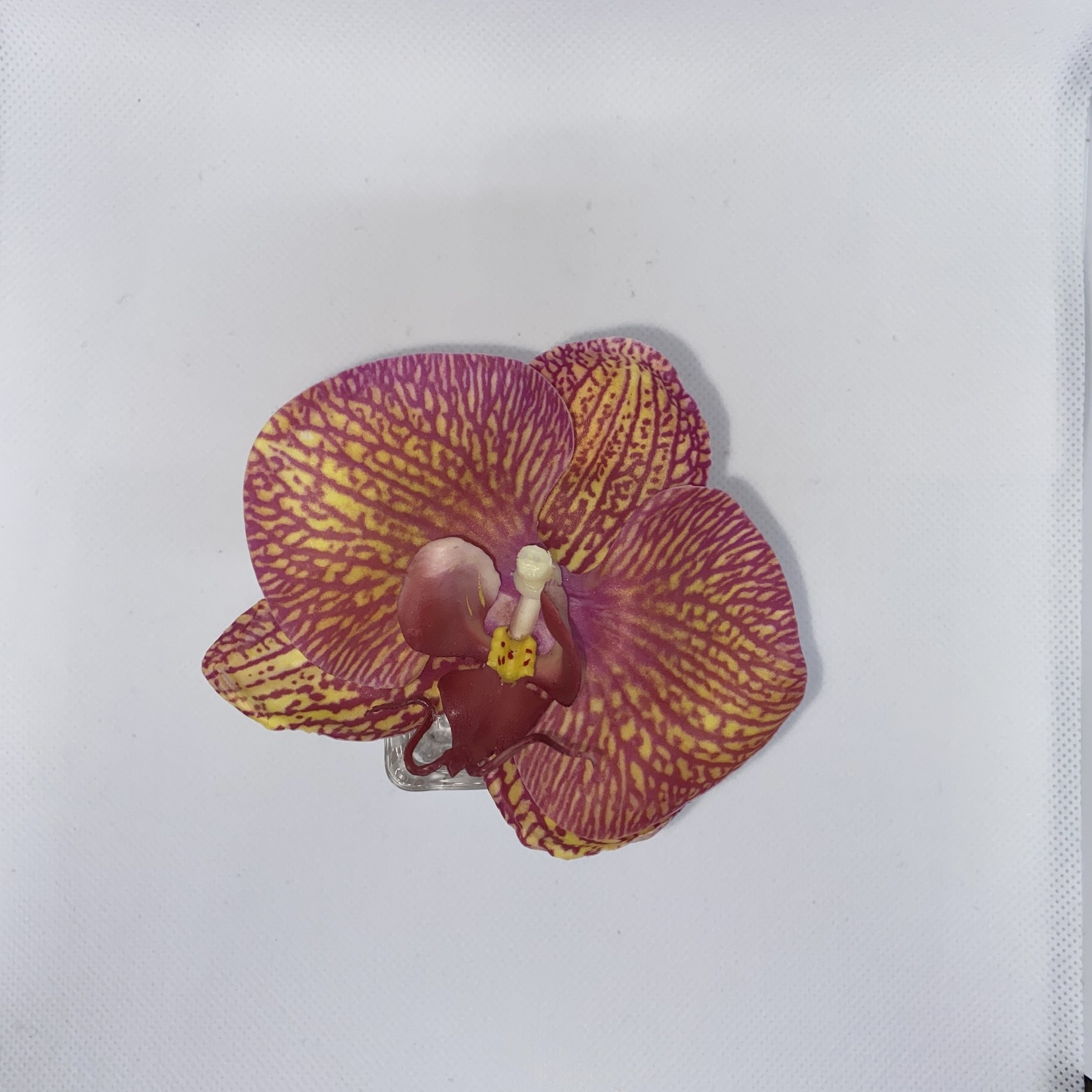 Phalaenopsis Orchid Bloom in Bud Vase