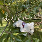 Manny Mascot Stuffed Animal with Bandana