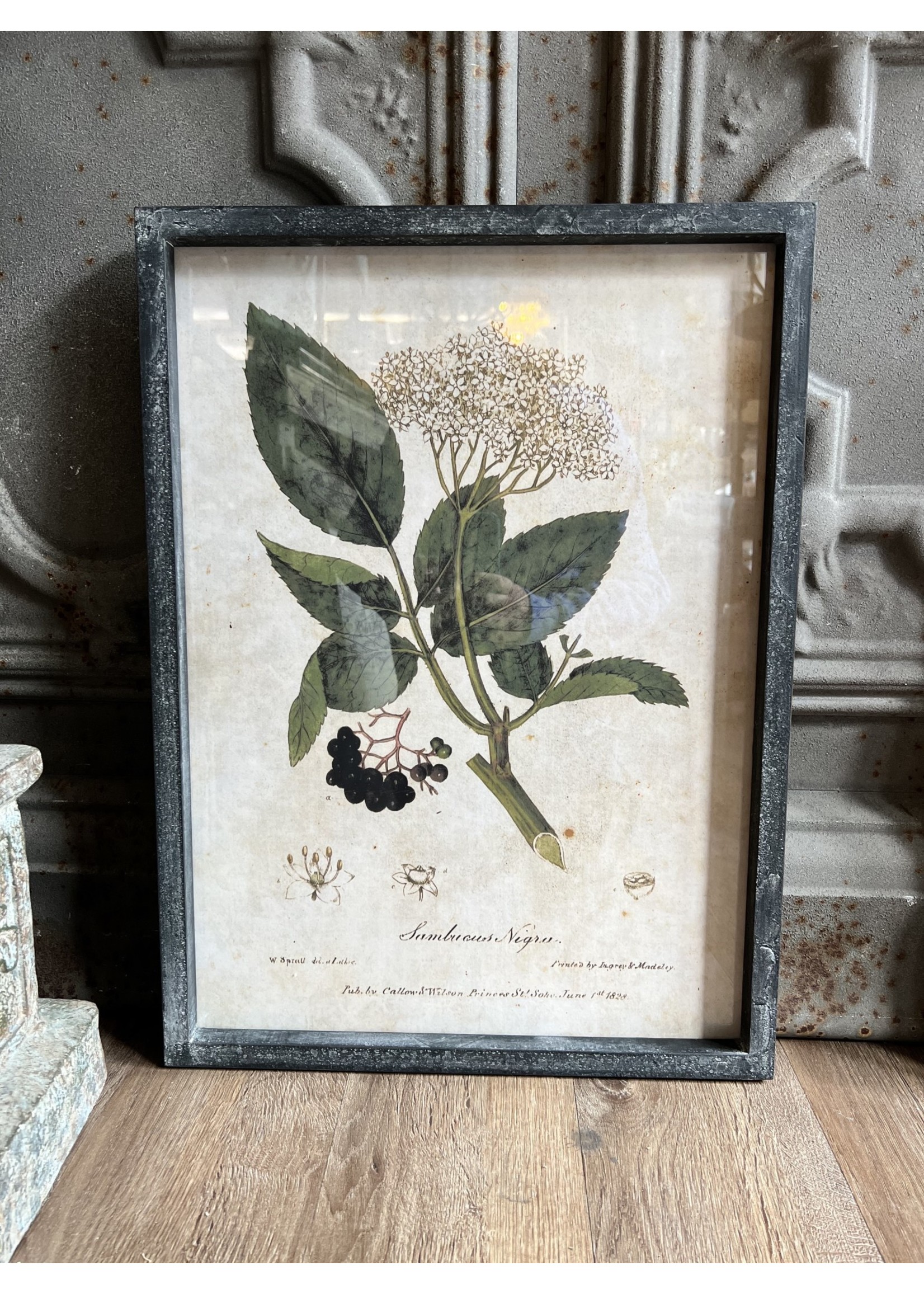 Botanical 22" Print with Fir Wood Frame