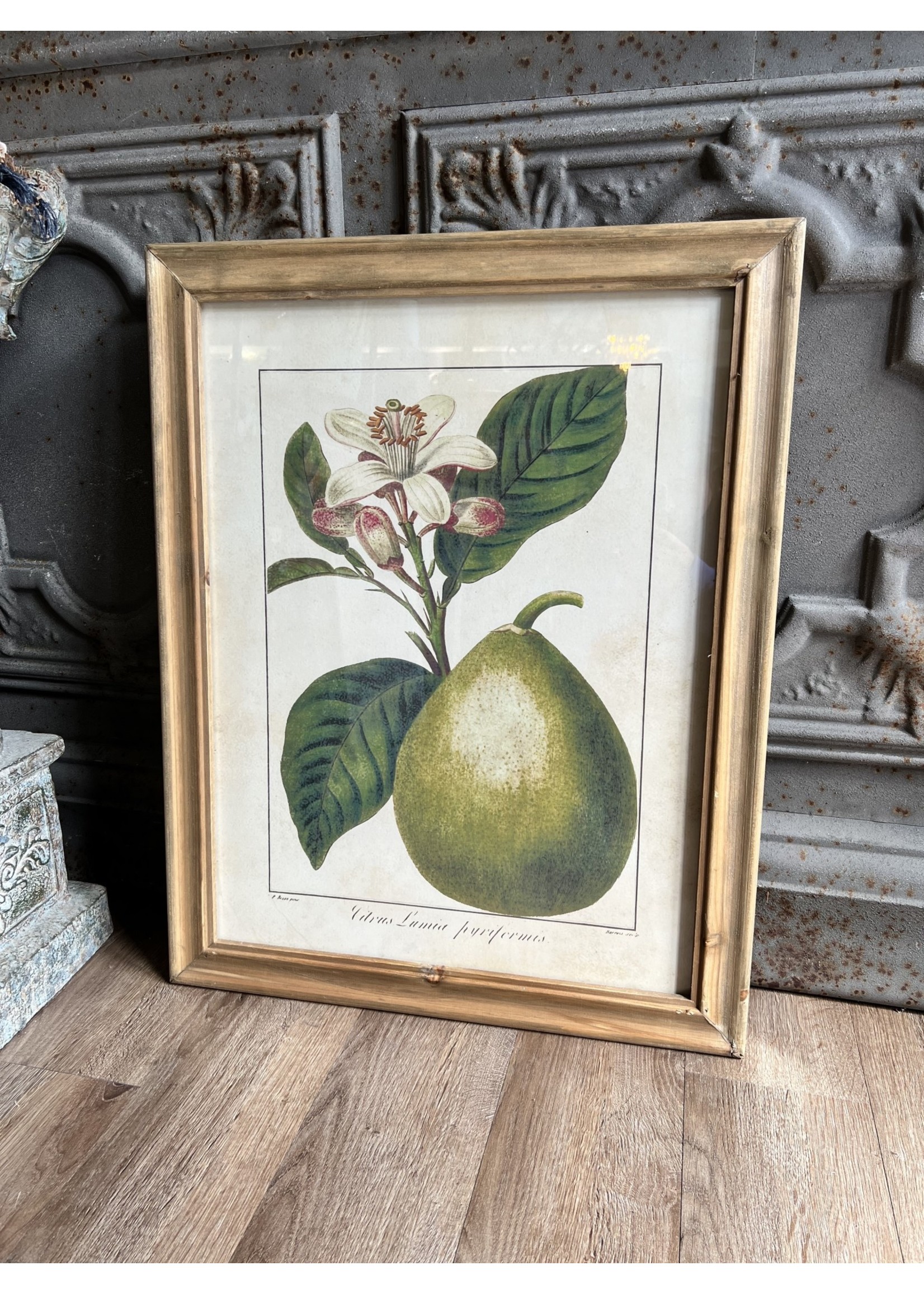 Botanical Fruit Print with Wood Frame