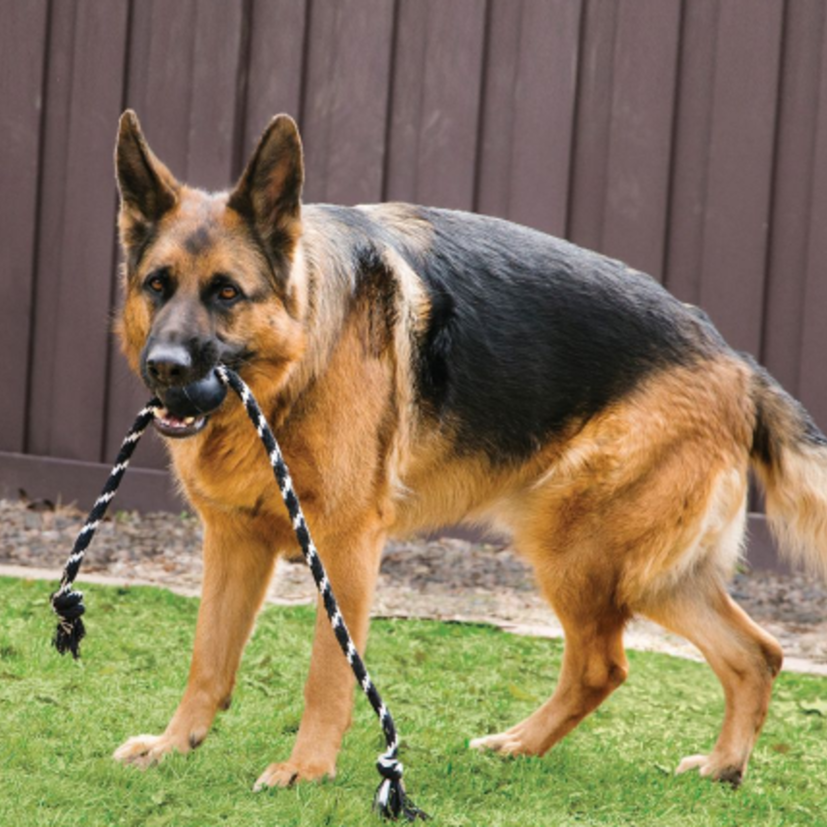 Kong Boule extrême avec corde - Grand jouet pour chien