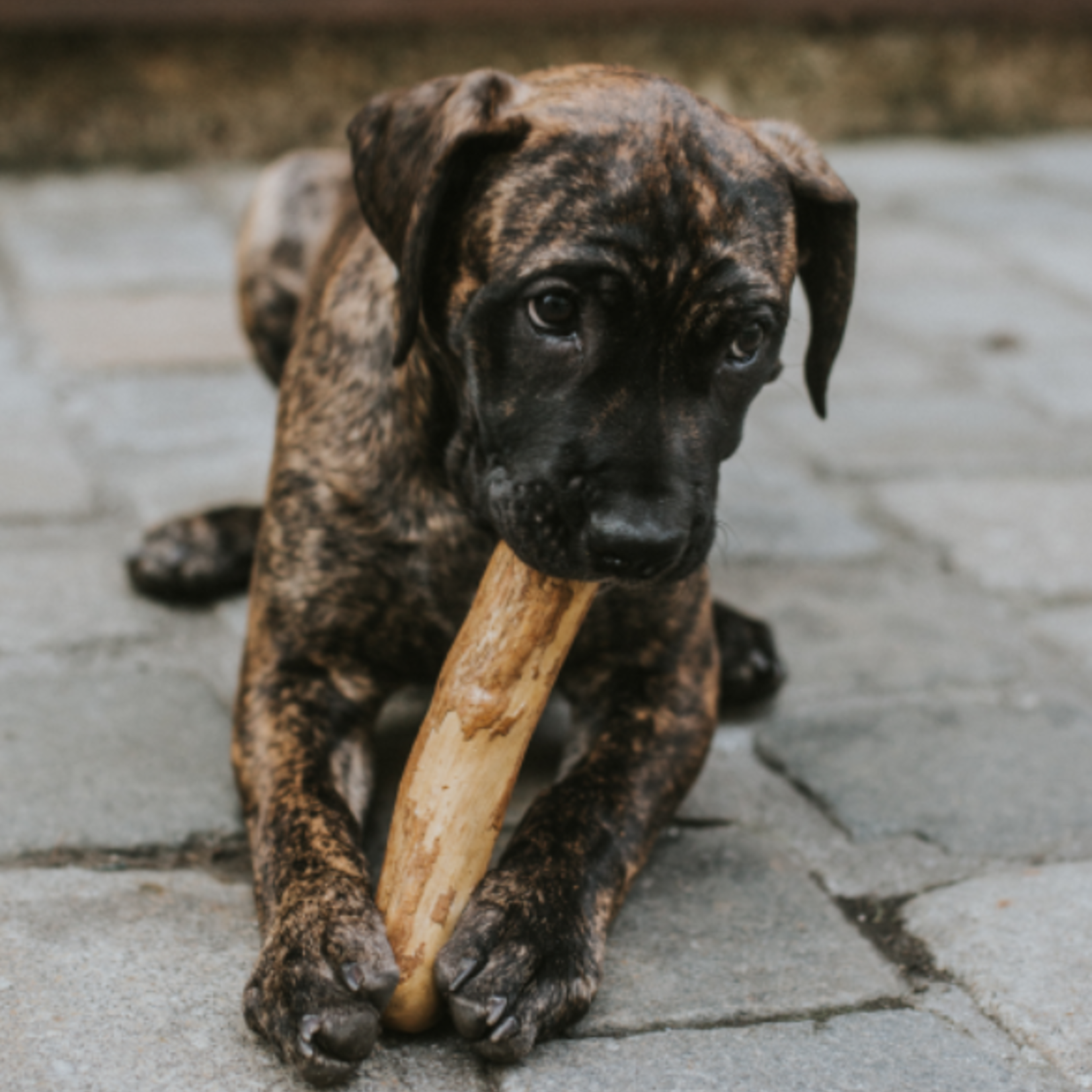 Canophera Bâtons à mâcher naturels pour chien - Bois de café