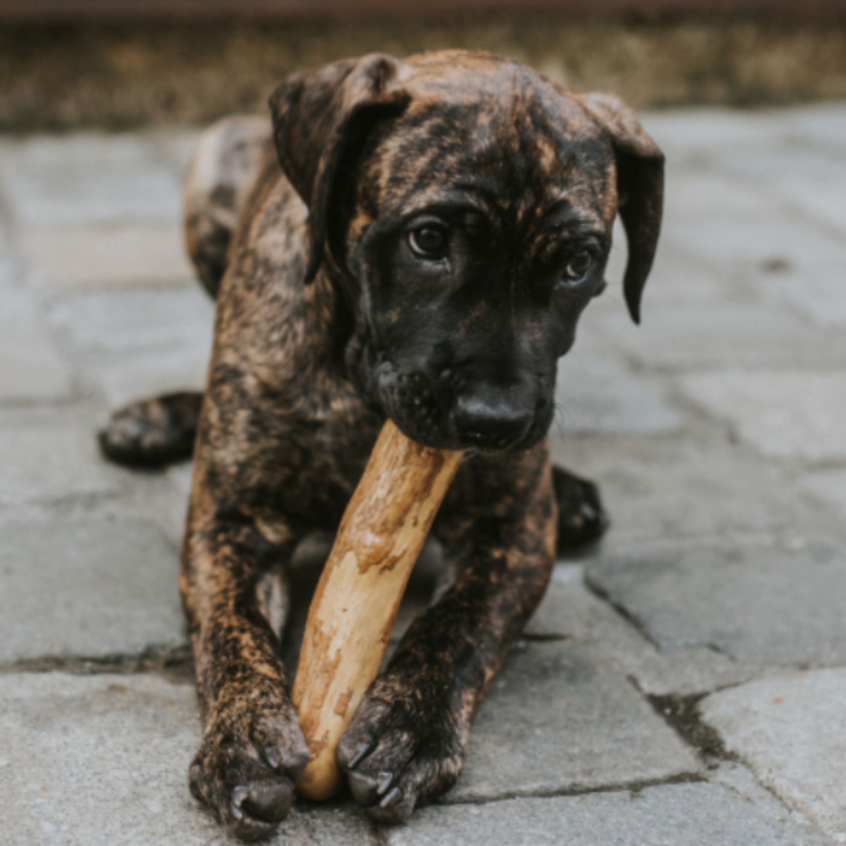 Canophera Natural dog chew sticks - Coffee wood