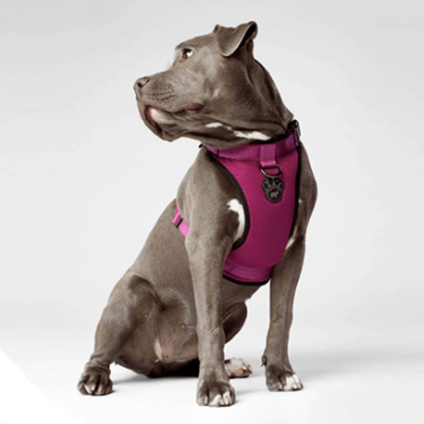 Canada Pooch Everything Harness - Pink