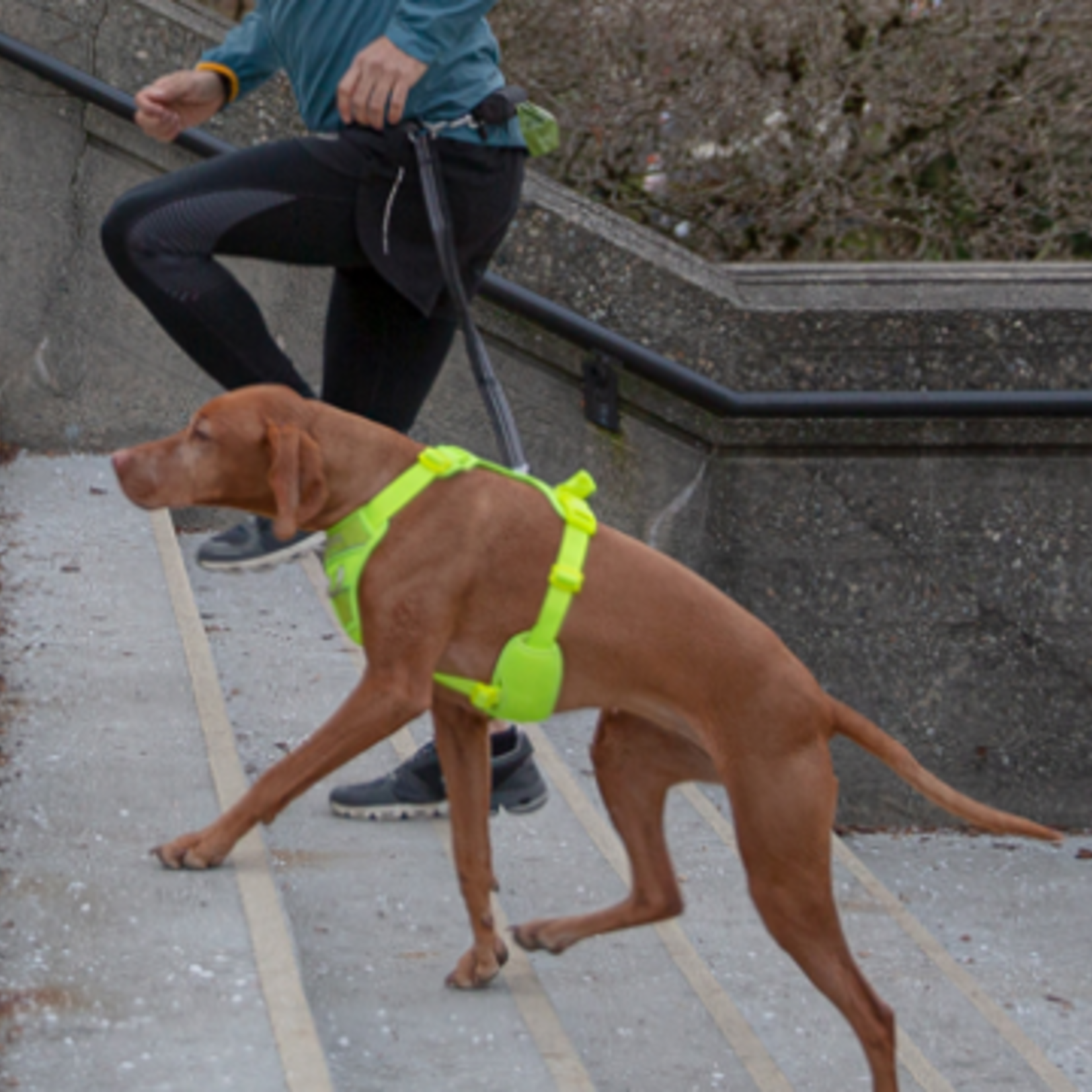 RC Pets Momentum Control Harness - Goji Berry