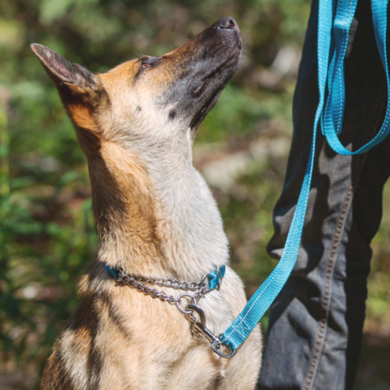 RC Pets Primary Training Clip Collar - Black