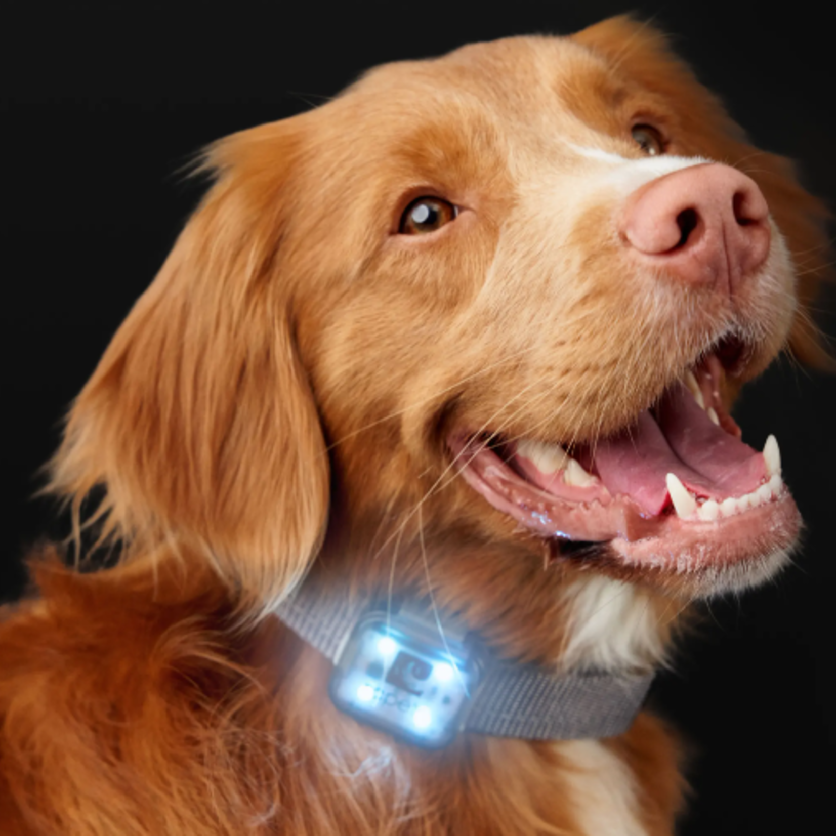 RC Pets Lumière LED Nova