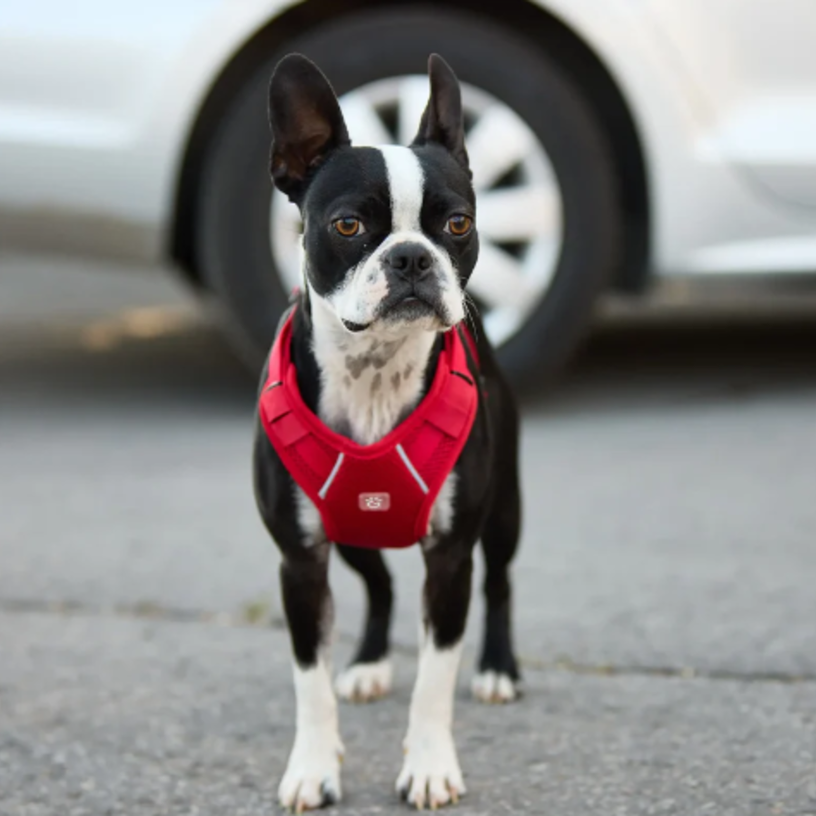 GF Pet Mesh Dog Travel Harness - 2XS