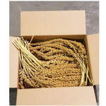 Zoo-Max Millet doré – Naturel – 5 lb