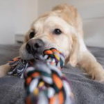 Interactive / Tug & Toss