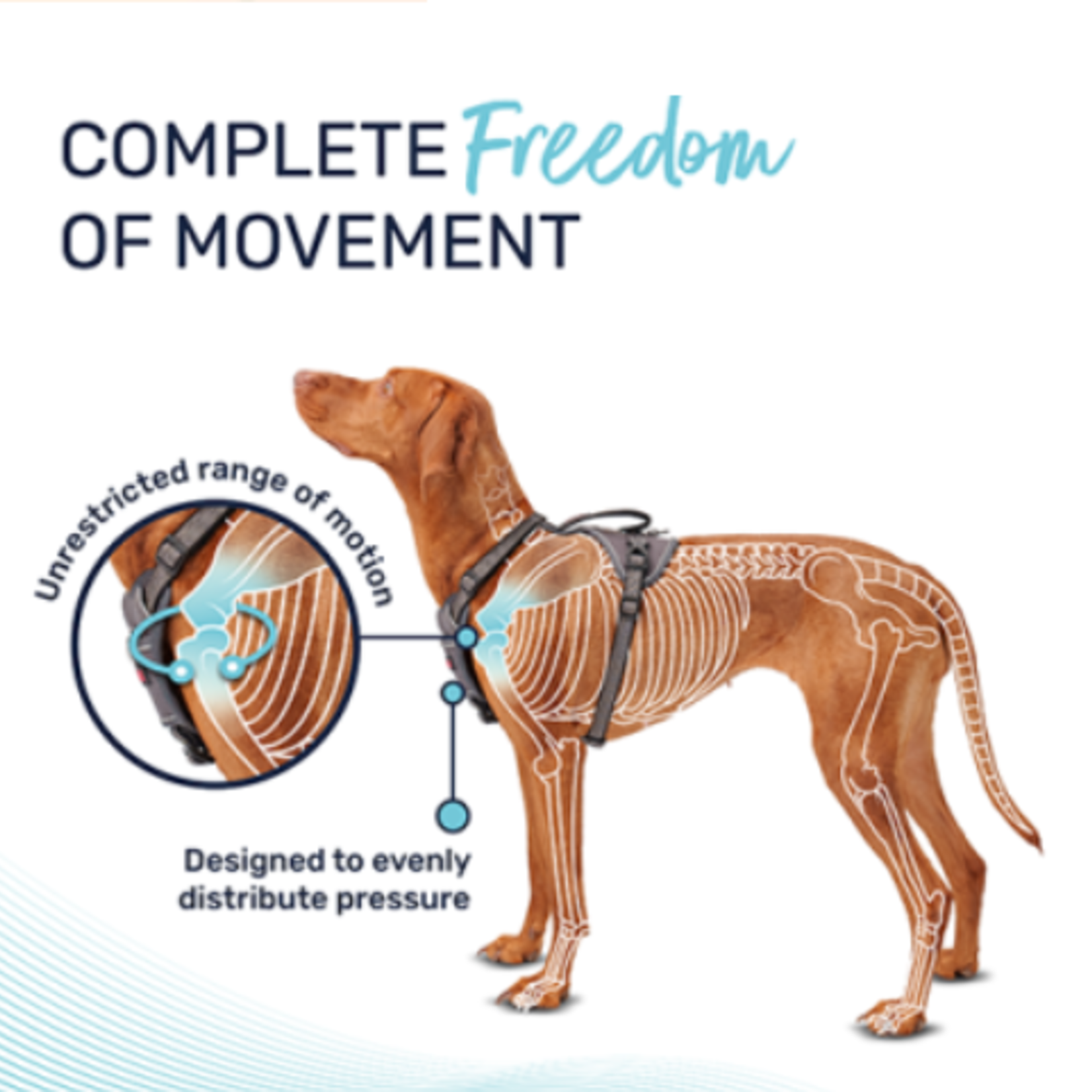 Company of Animals Halti® - Anatomy Harness - Green - Medium