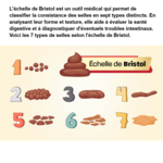 Digestion
