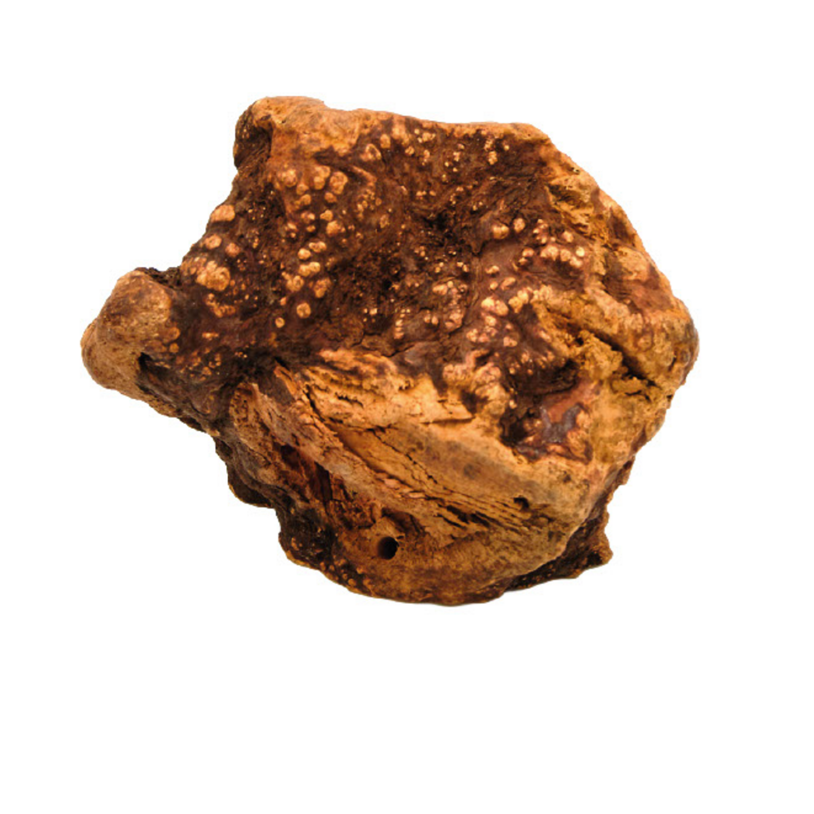 Paw Paw Heather root - Medium - 301-500 g