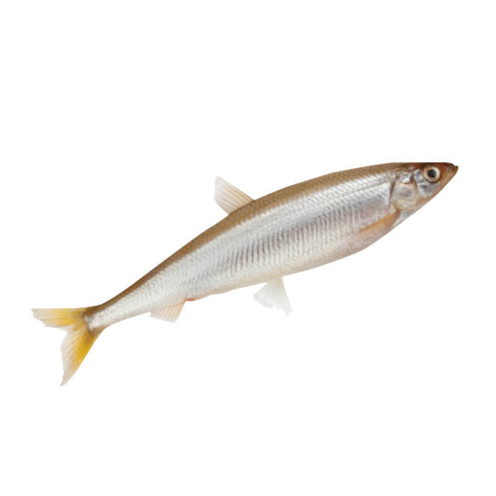 Gourmet 4 Pattes Smelts - Frozen - 250 g