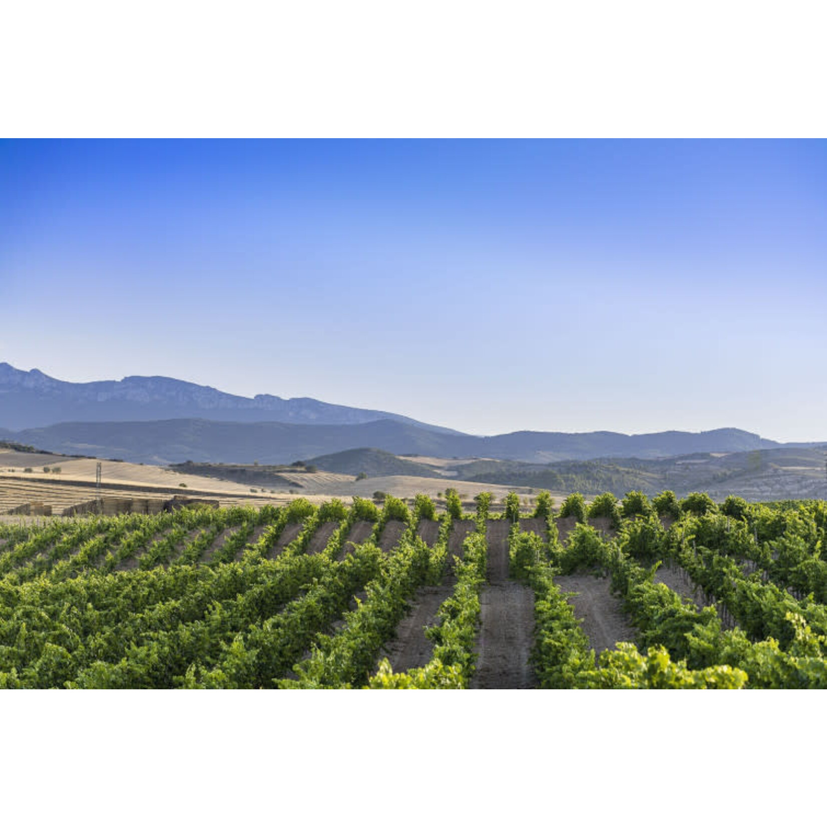 Finca La Pared Graciano Sonsierra Navarra Hills Vineyard KYS