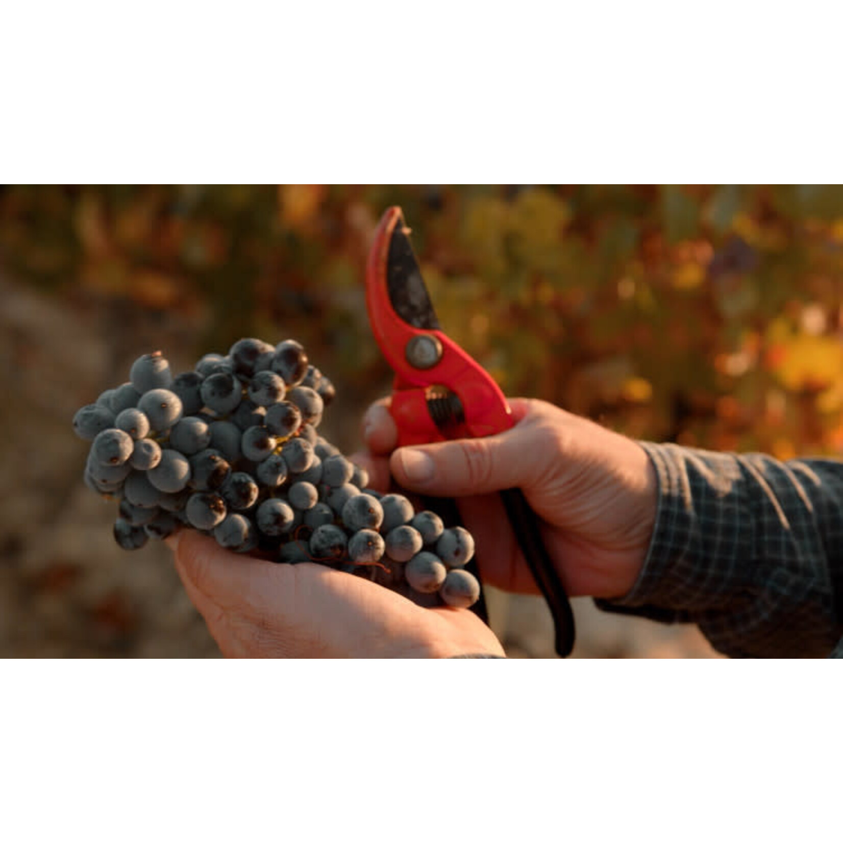 Finca La Pared Graciano Sonsierra Navarra Hills Vineyard KYS