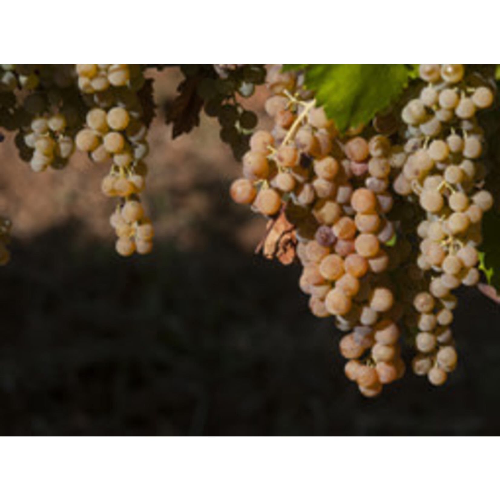 Podere Casaccia Priscus Toscana Rosso Vino Biodinamico Sangiovese 2020 Italy