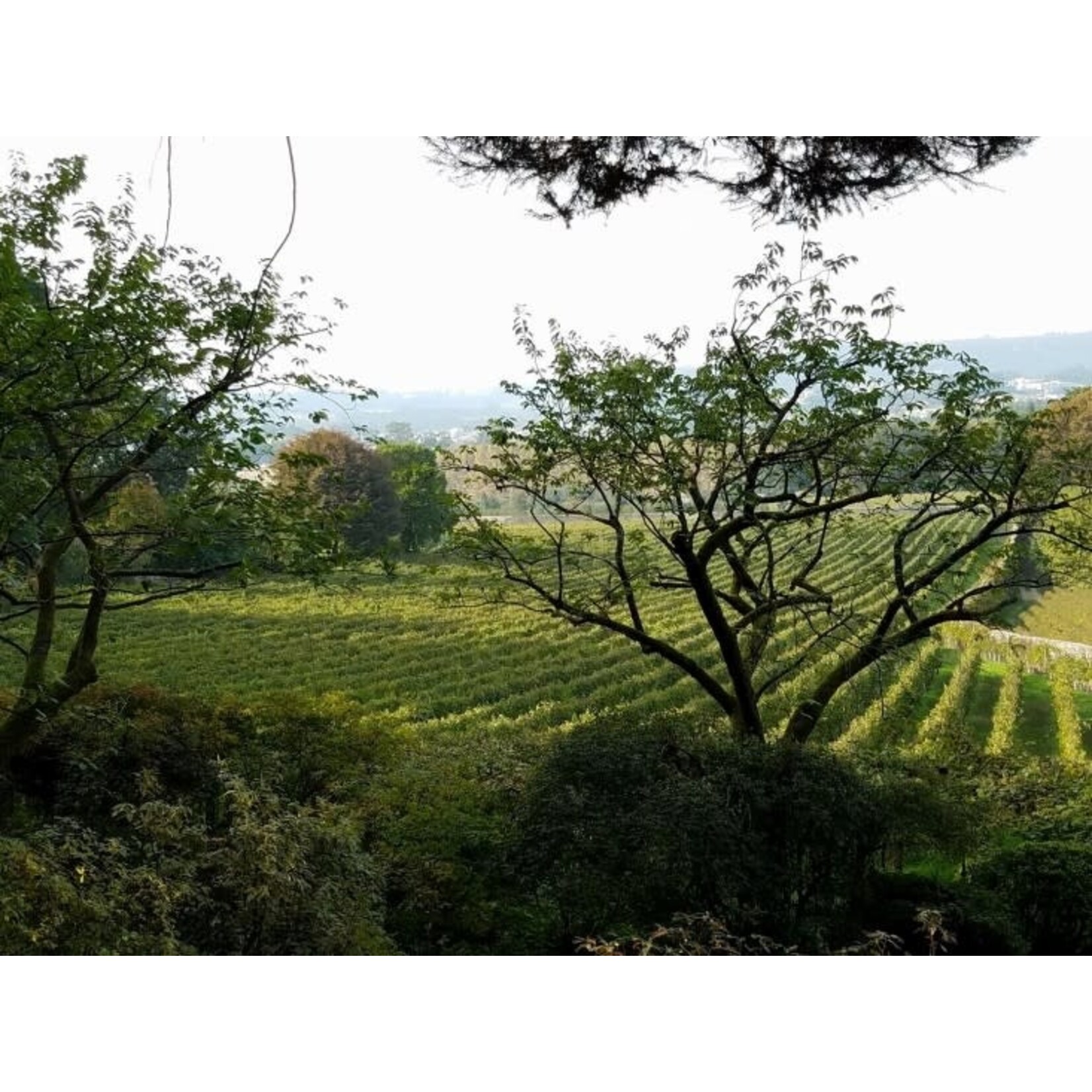 Aveleda Praia Vinho Verde