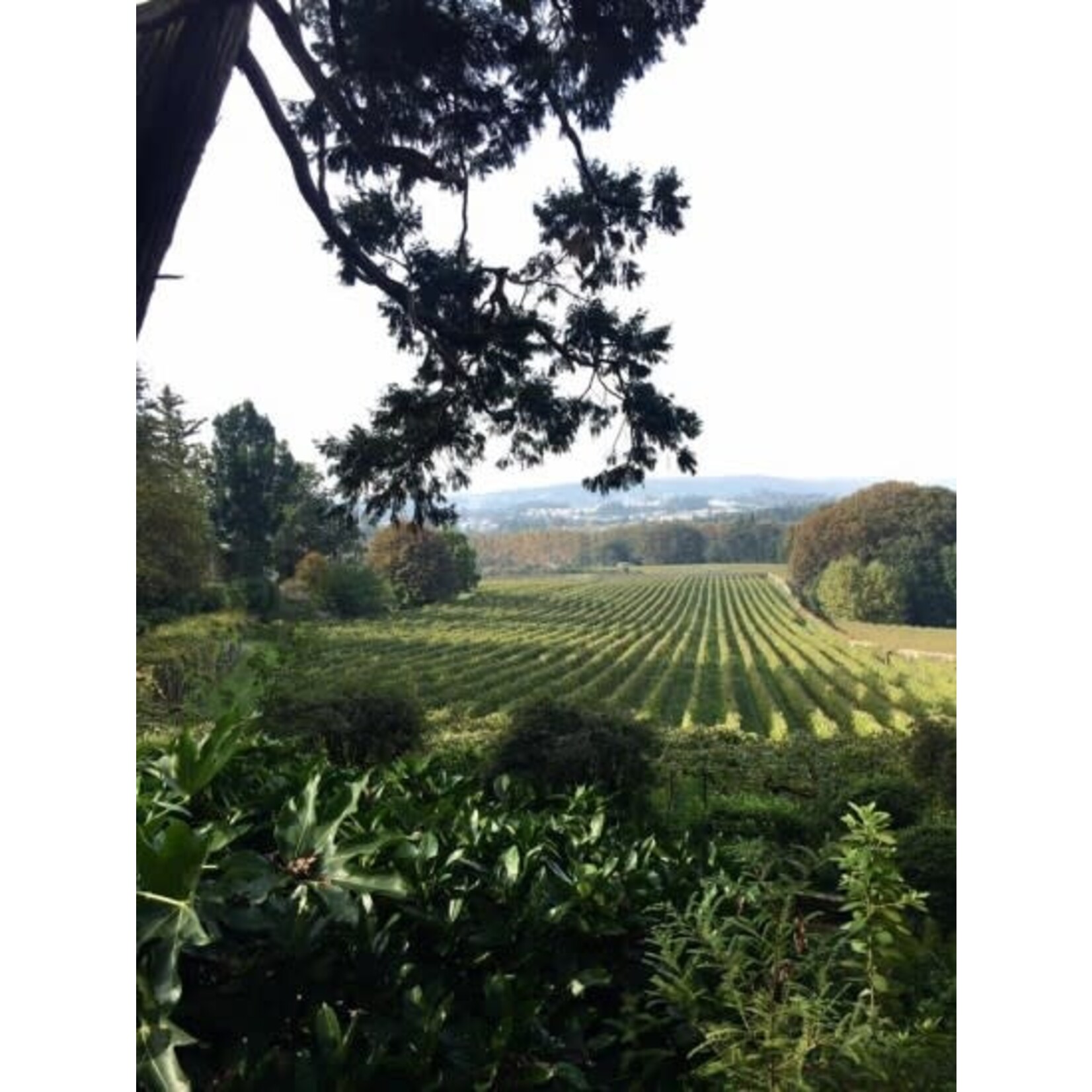 Aveleda Praia Vinho Verde