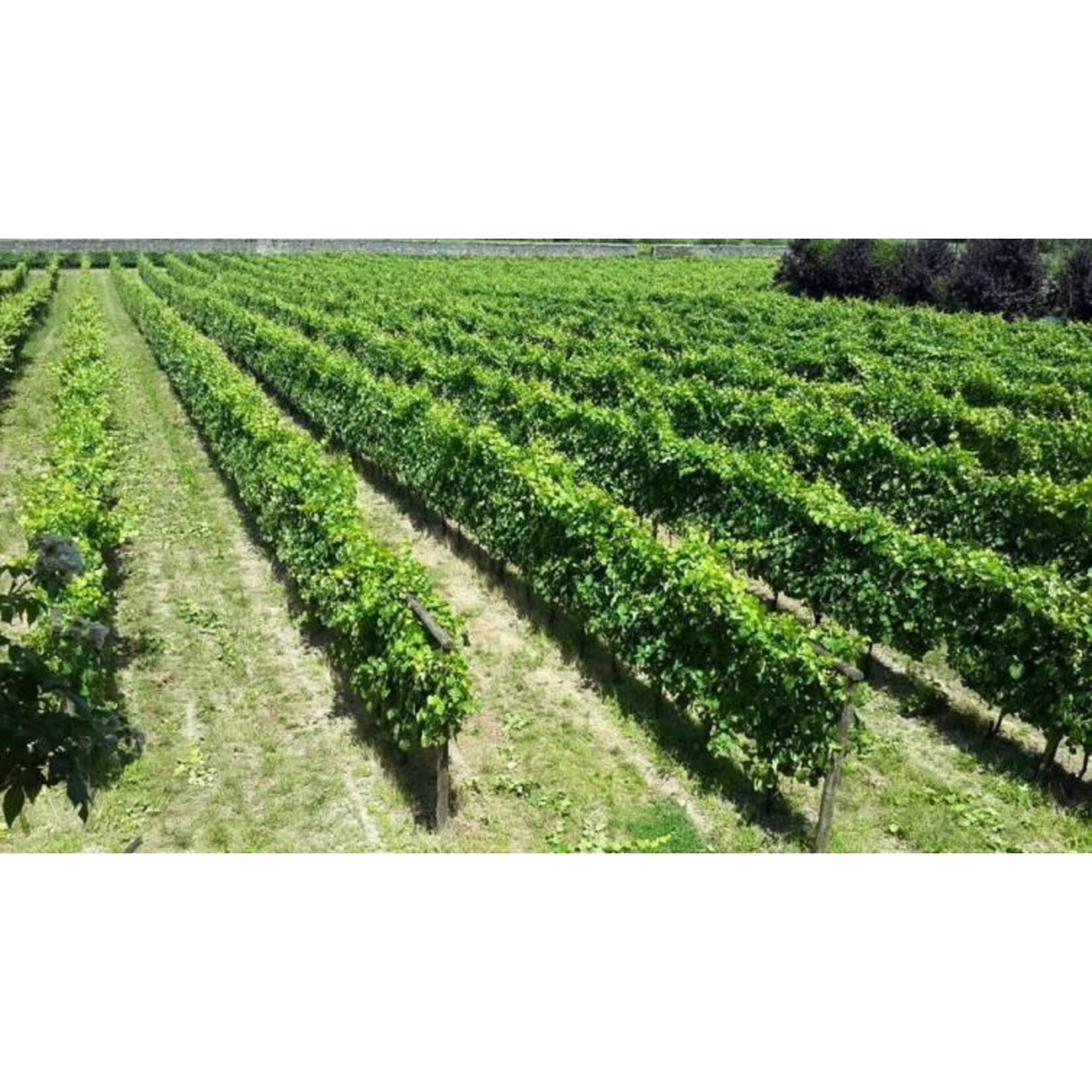 Aveleda Praia Vinho Verde