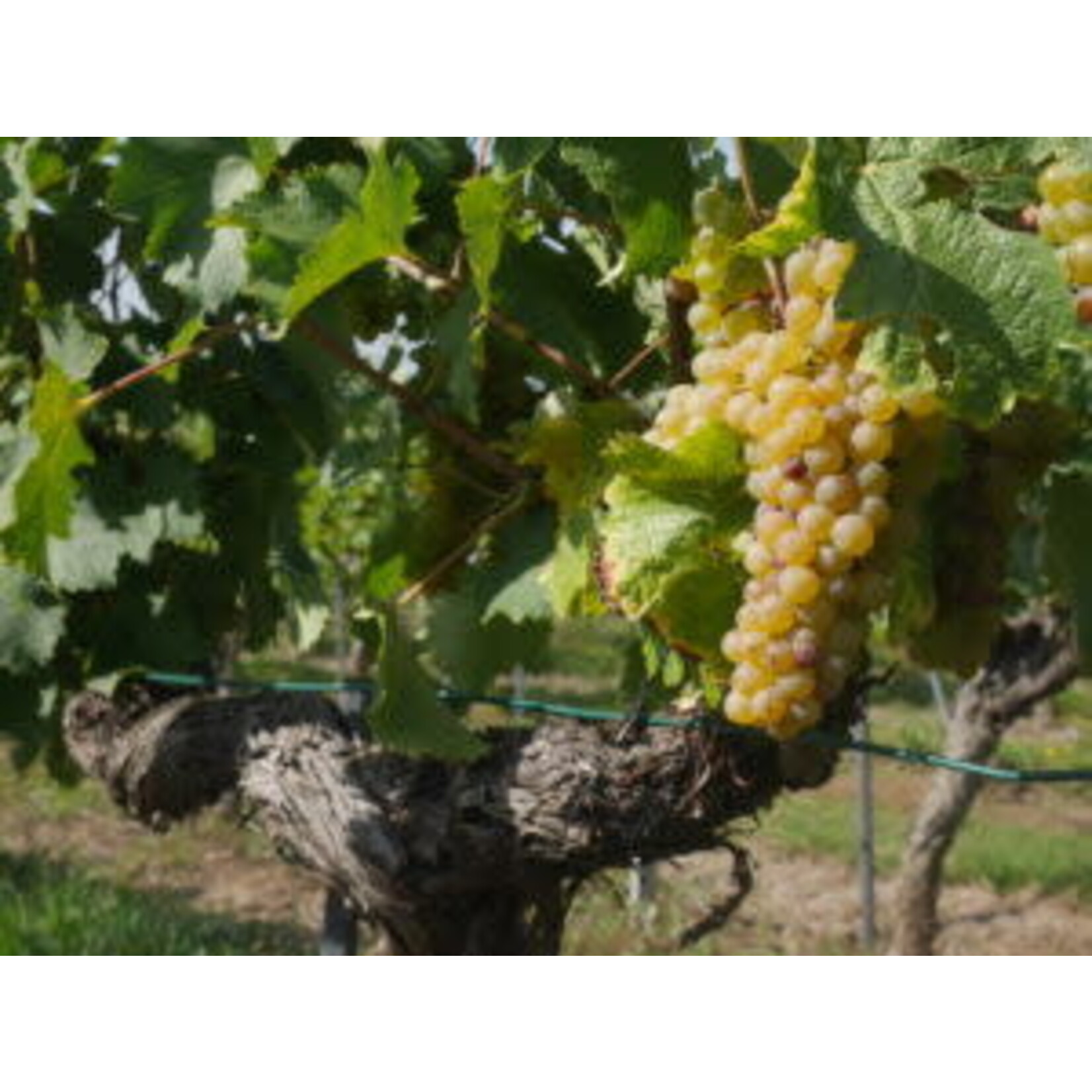 Mary Taylor (MT) Anjou Blanc 2022 Anjou France