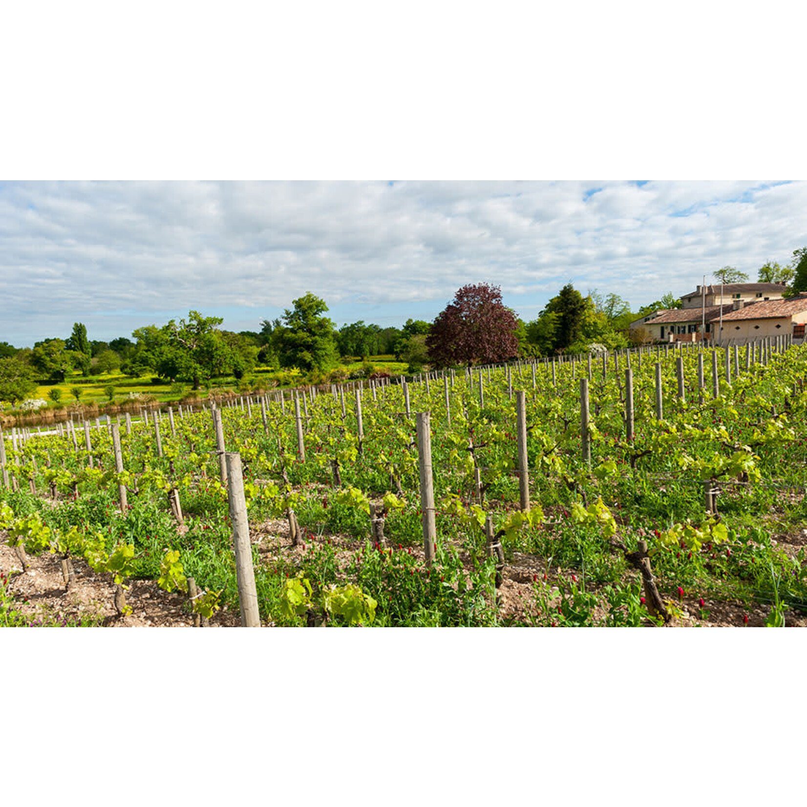 1883 Maison Sichel 2026 Vintage Red Wine Bordeaux France