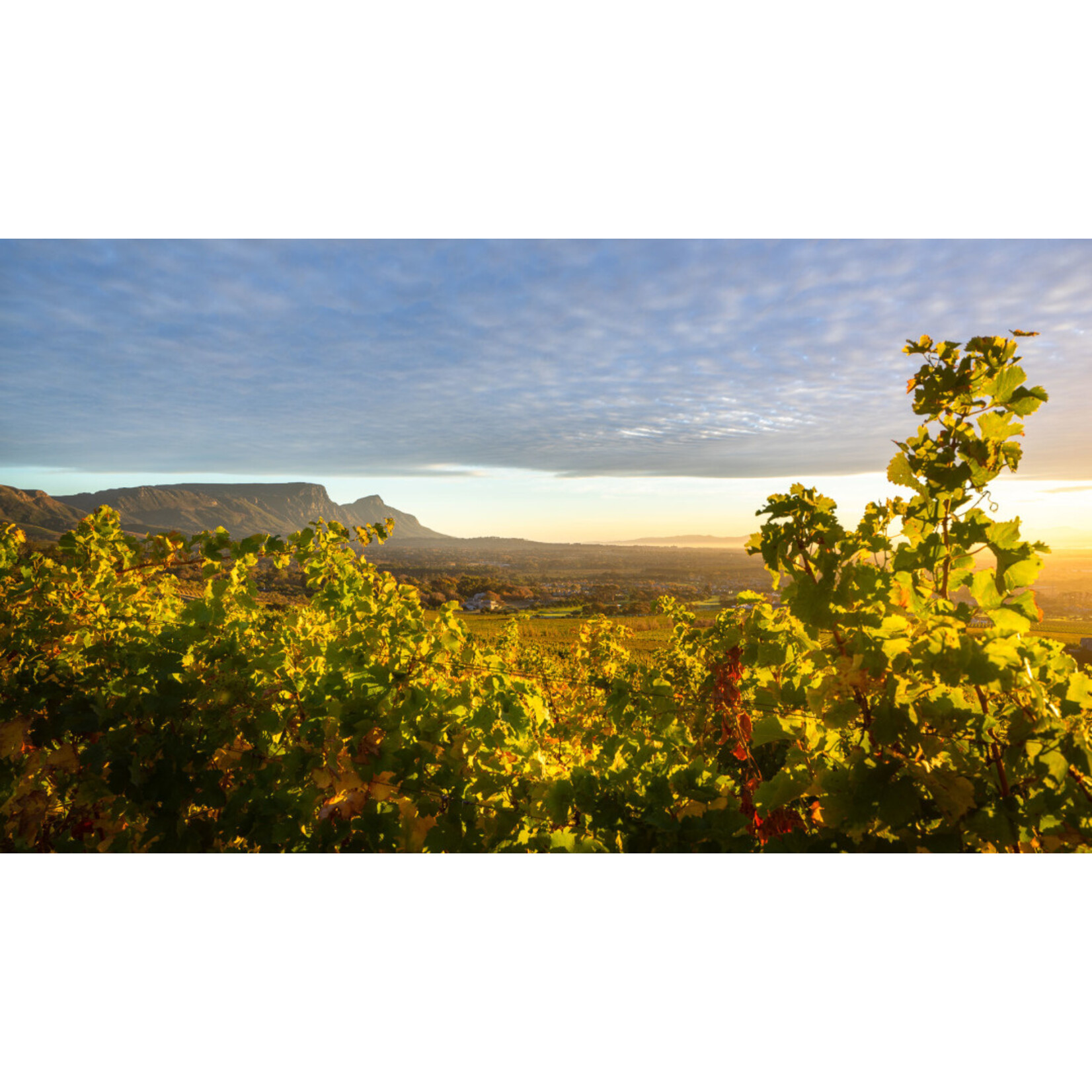 Steenberg Sauvginon Blanc Constantia