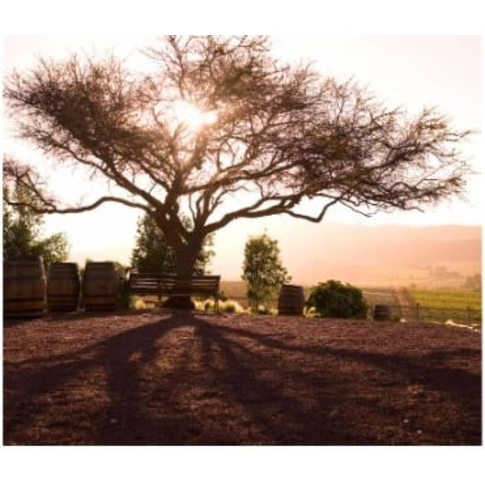Casas del Bosque Cabernet Sauvignon Reserva 2022 Casablanca Patagonia Chile