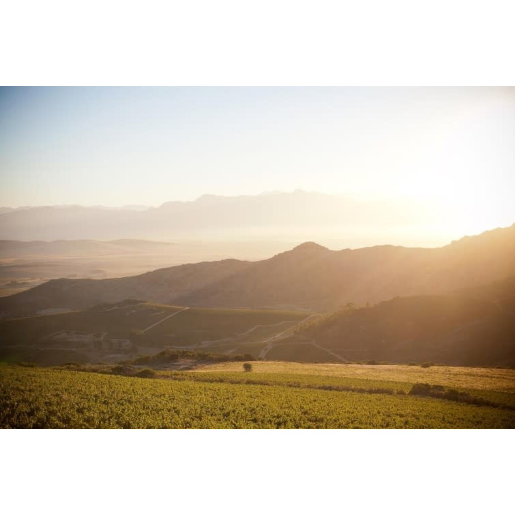 Babylon's Peak Cinsault South Africa