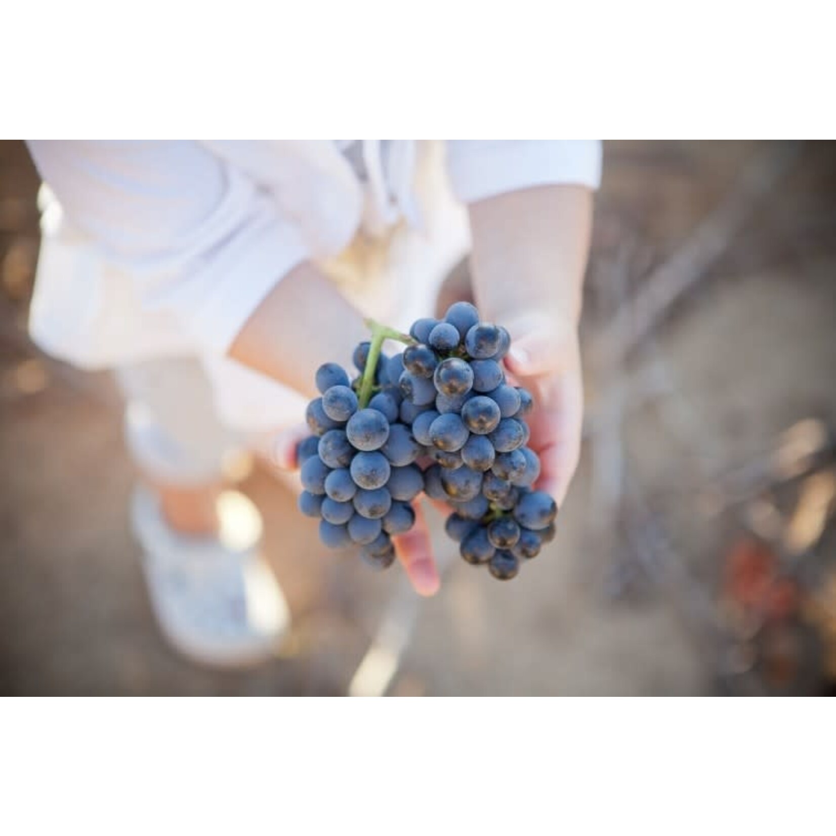 Babylon's Peak Cinsault South Africa