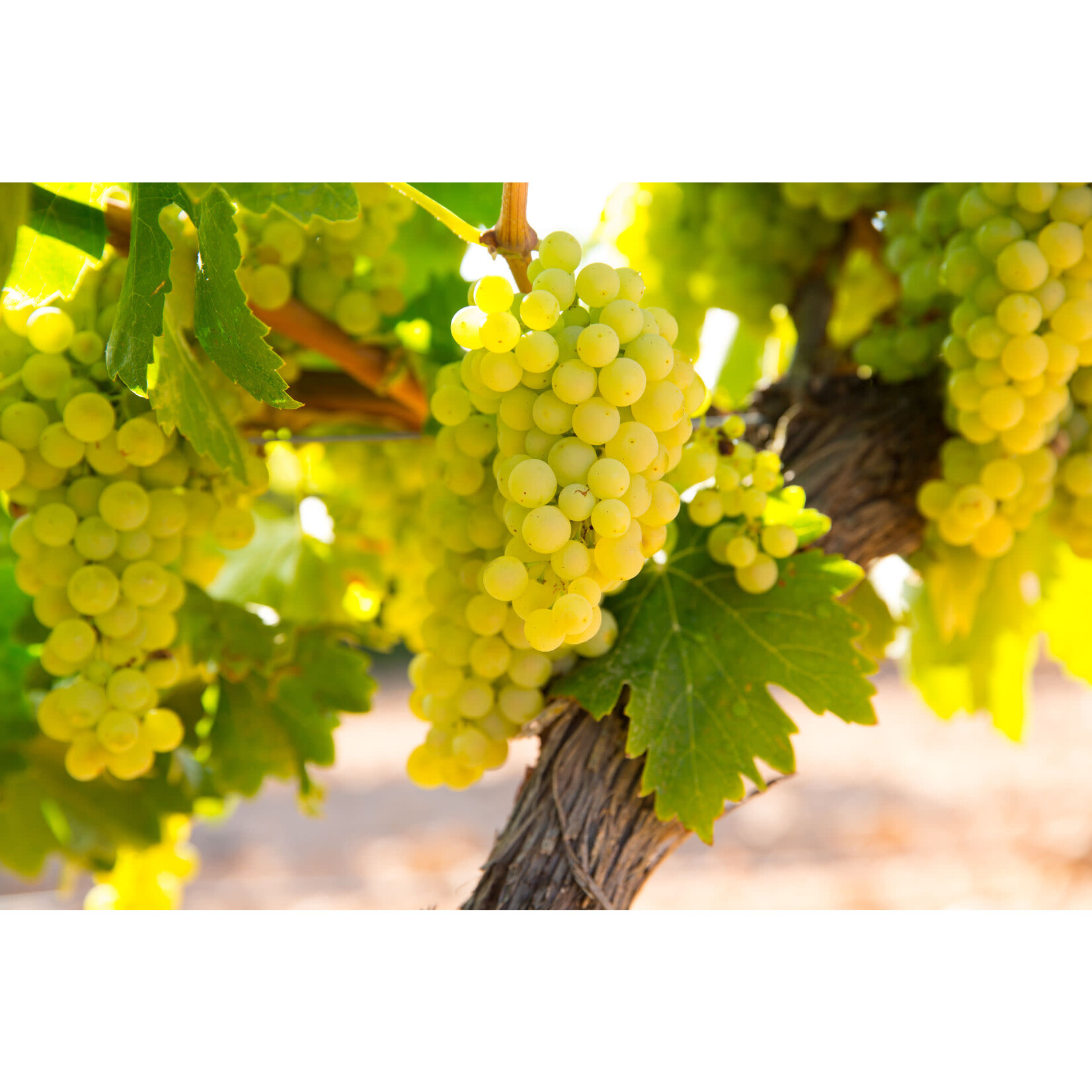 Marie-Pierre Manciat Macon Les Morizottes 2020 Burgundy France