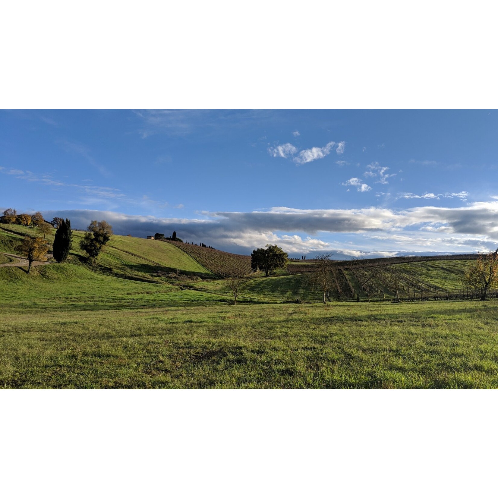 Petraio Primitivo 2021  Puglia Italy