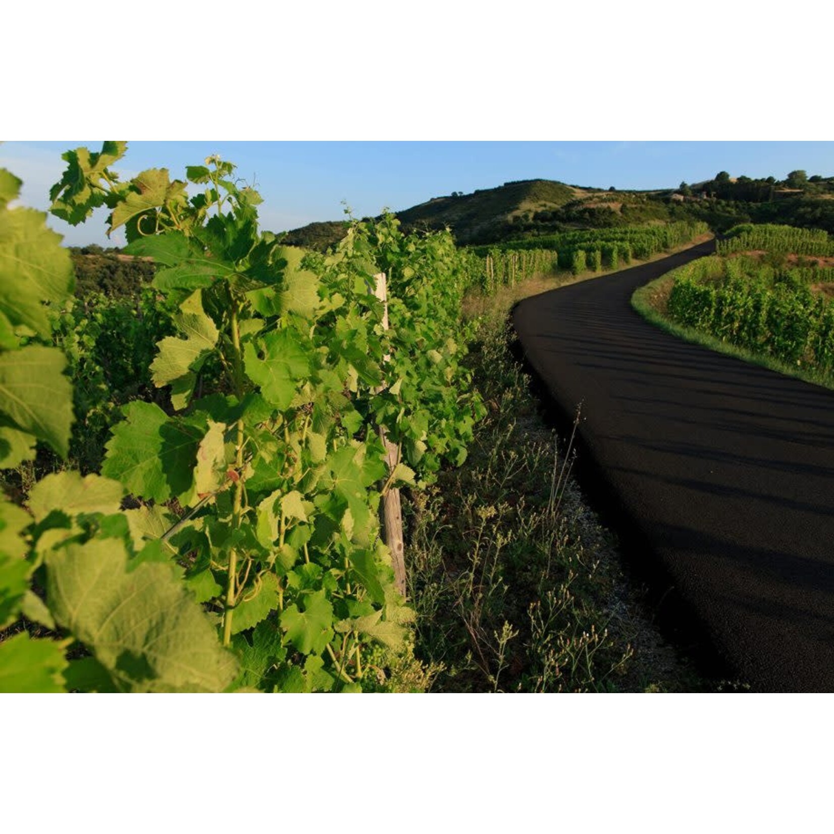 Rive De Malva Saint-Joseph 2020 Red Rhone France