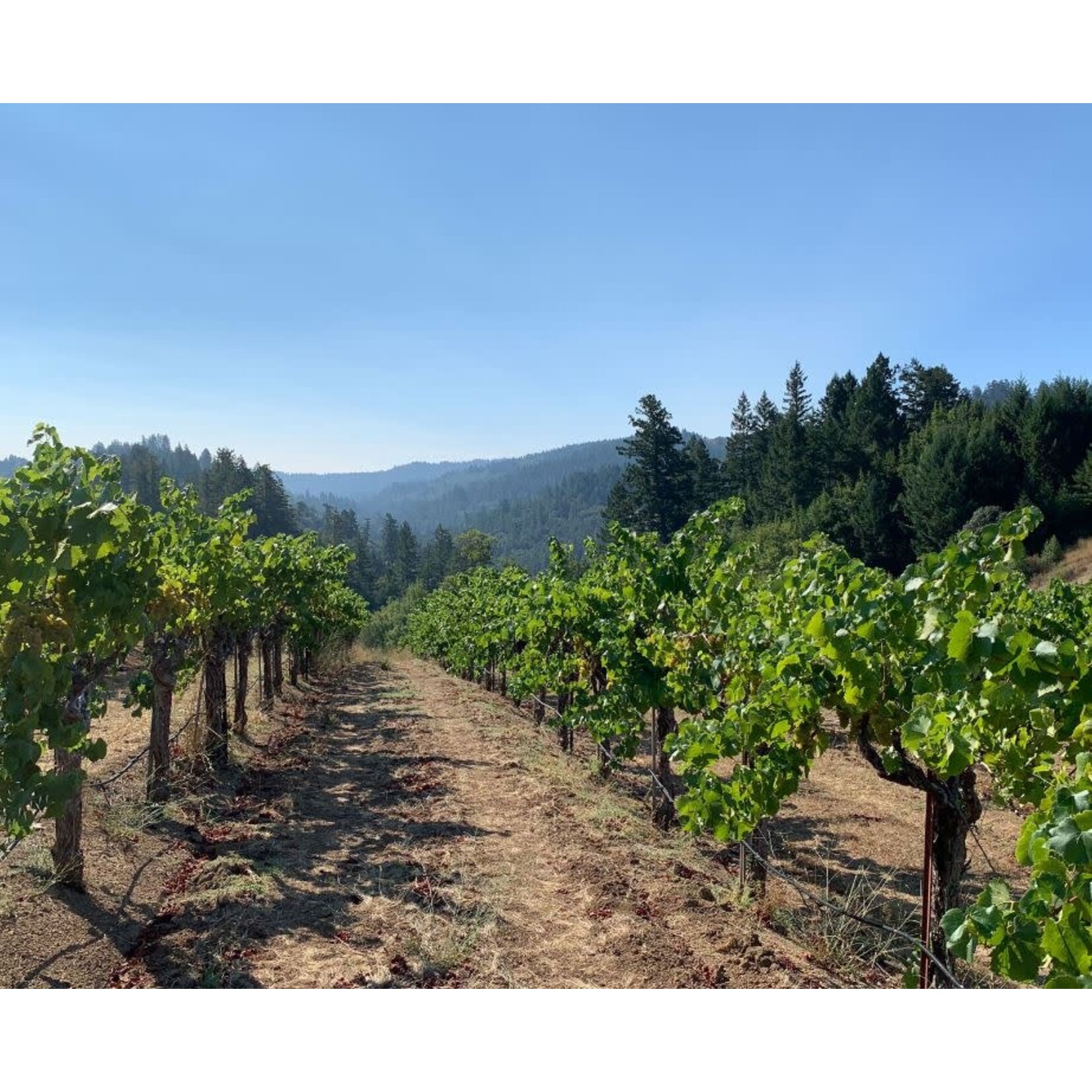 Ramey Chardonnay Fort Ross California