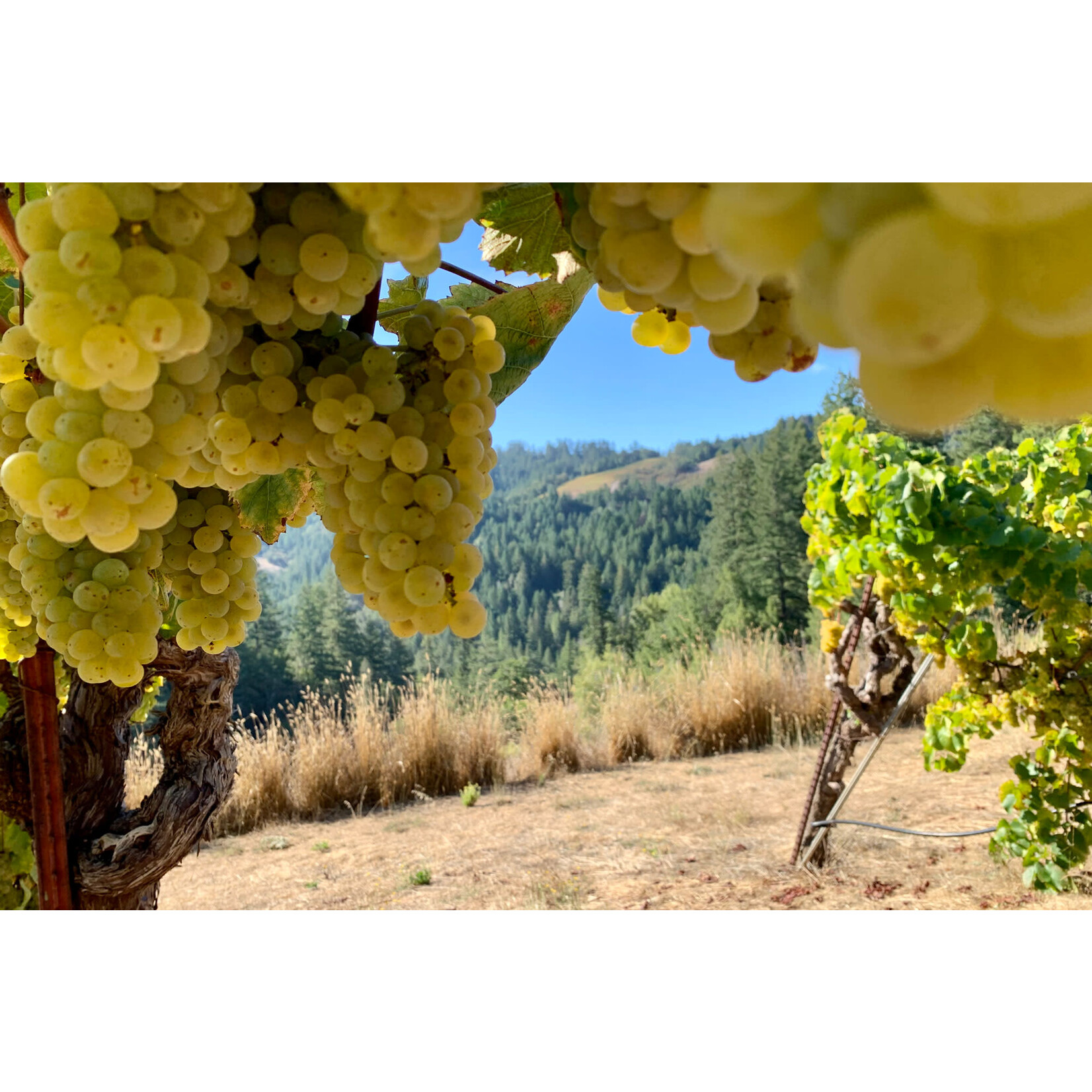 Ramey Chardonnay Fort Ross California