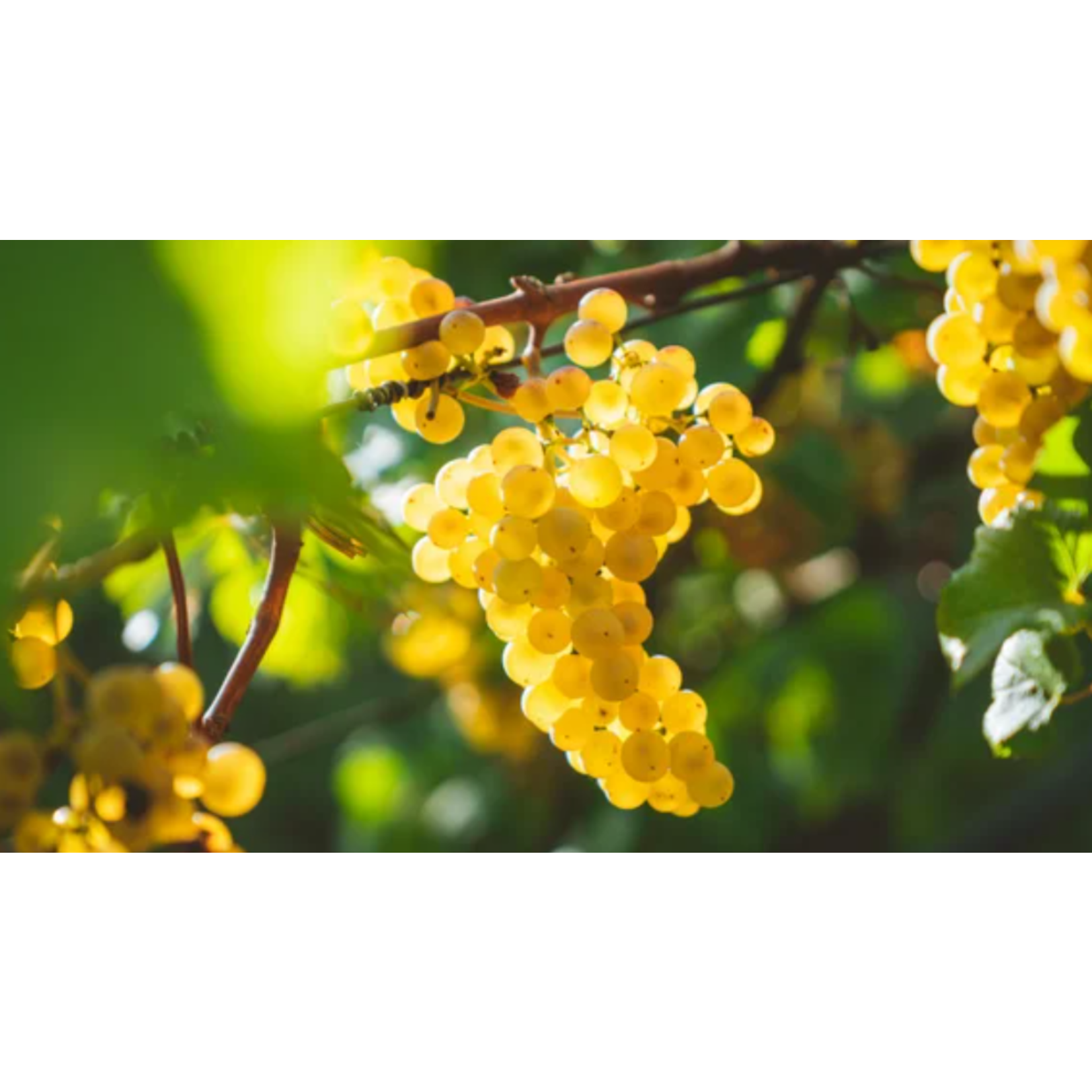 Knight's Bridge Pont de Chevalier Chardonnay 2020 Knights Valley California
