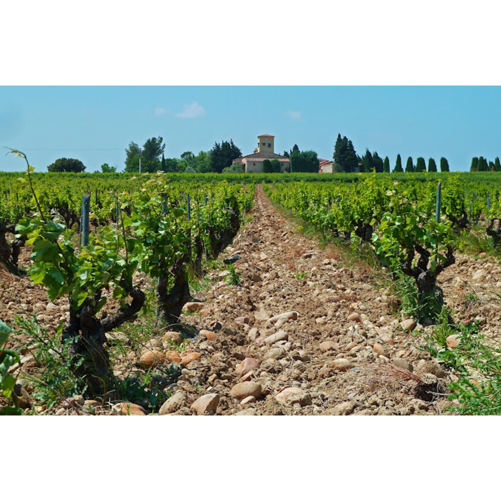 Les Silex de Cabrieres Chateauneuf du Pape 2019 France