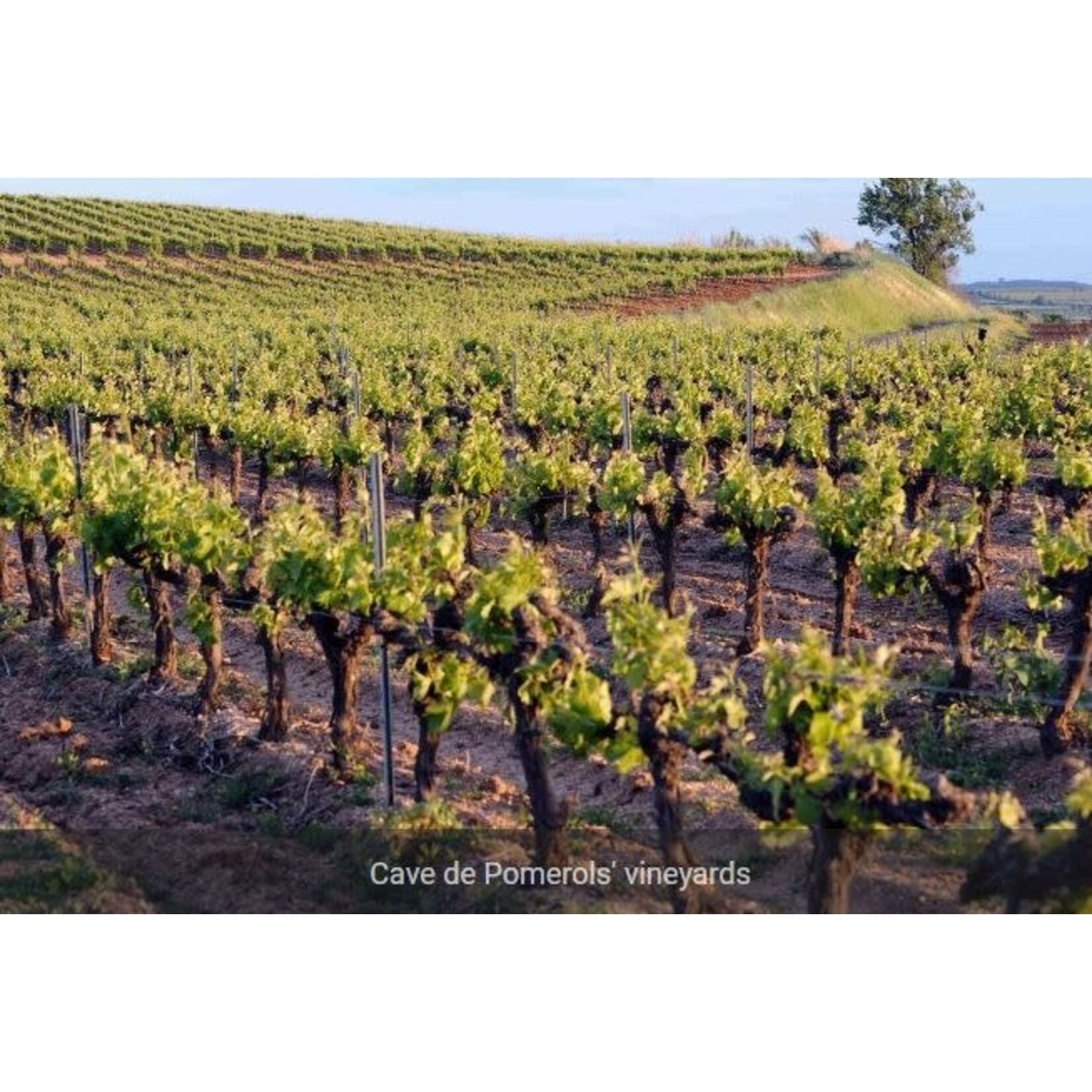 Le Jade Le Jade Sauvignon Blanc Cotes de Thau  France