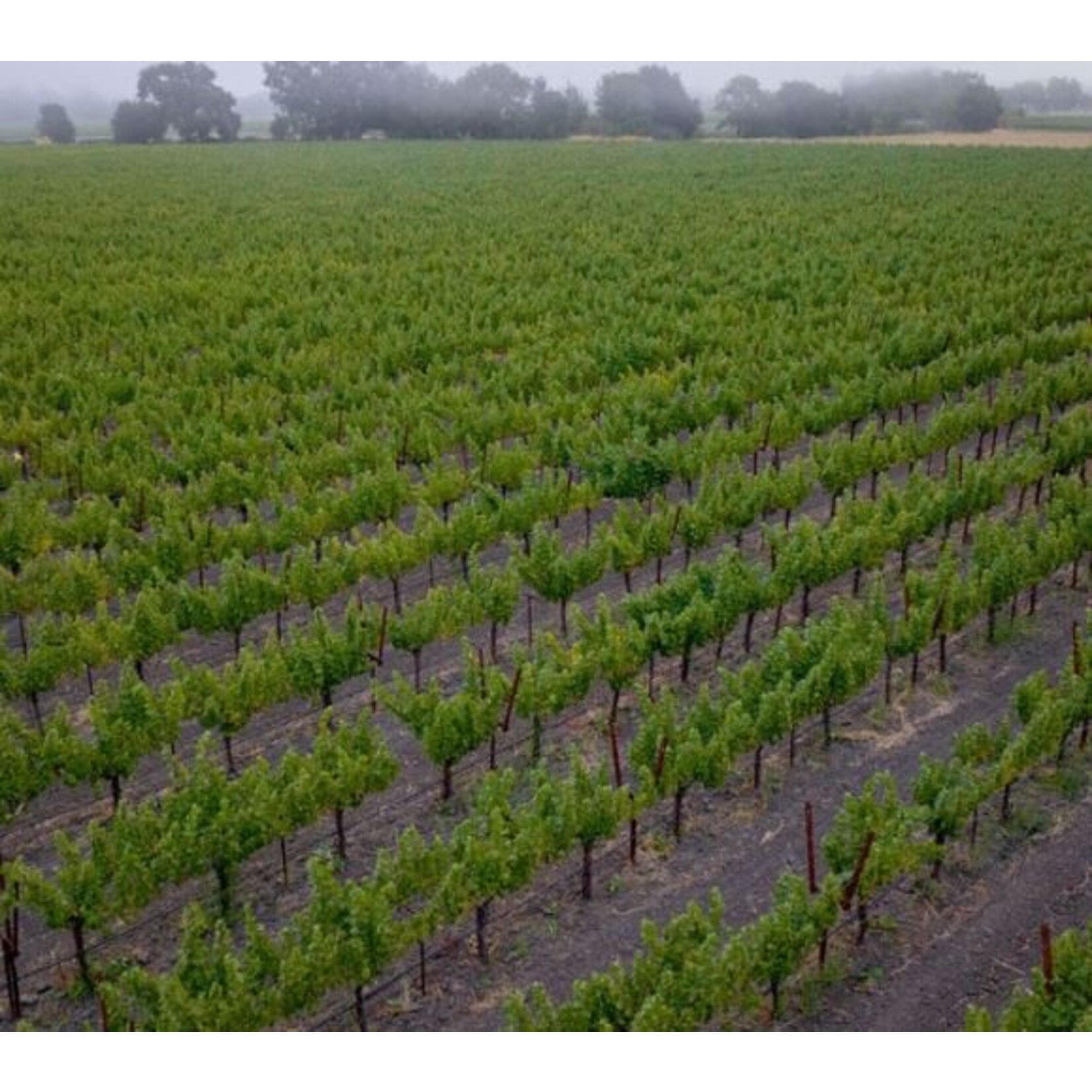 St. Supéry Estate Vineyards St. Supery Sauvignon Blanc Dollarhide Estate Vineyard 2022 Napa Valley California