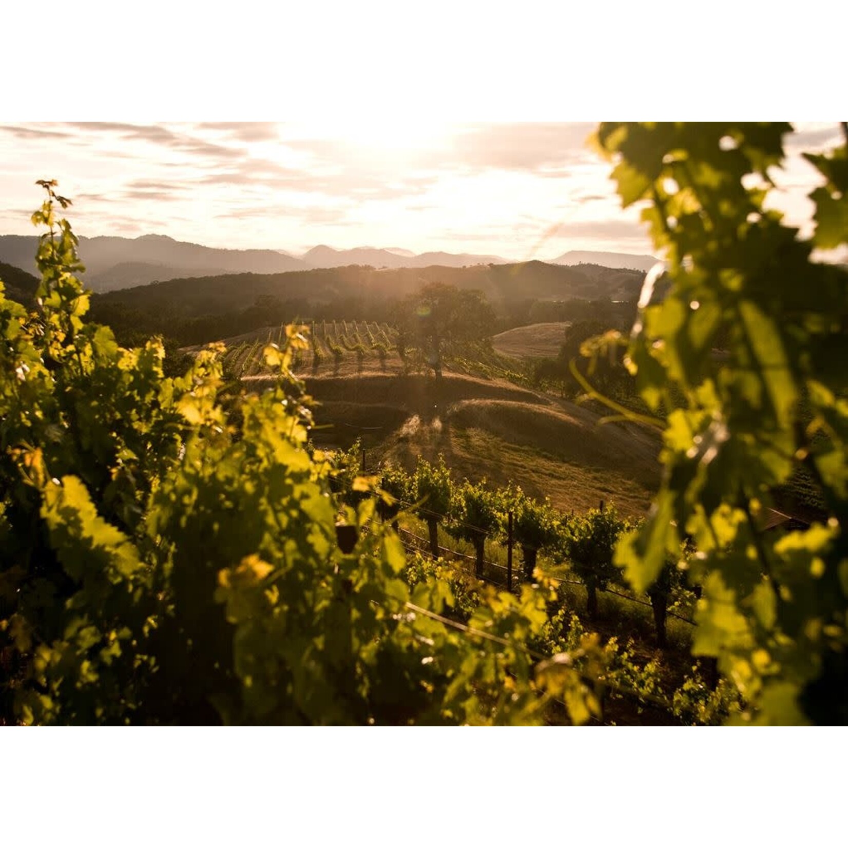 St. Supéry Estate Vineyards St. Supery Sauvignon Blanc Dollarhide Estate Vineyard 2022 Napa Valley California