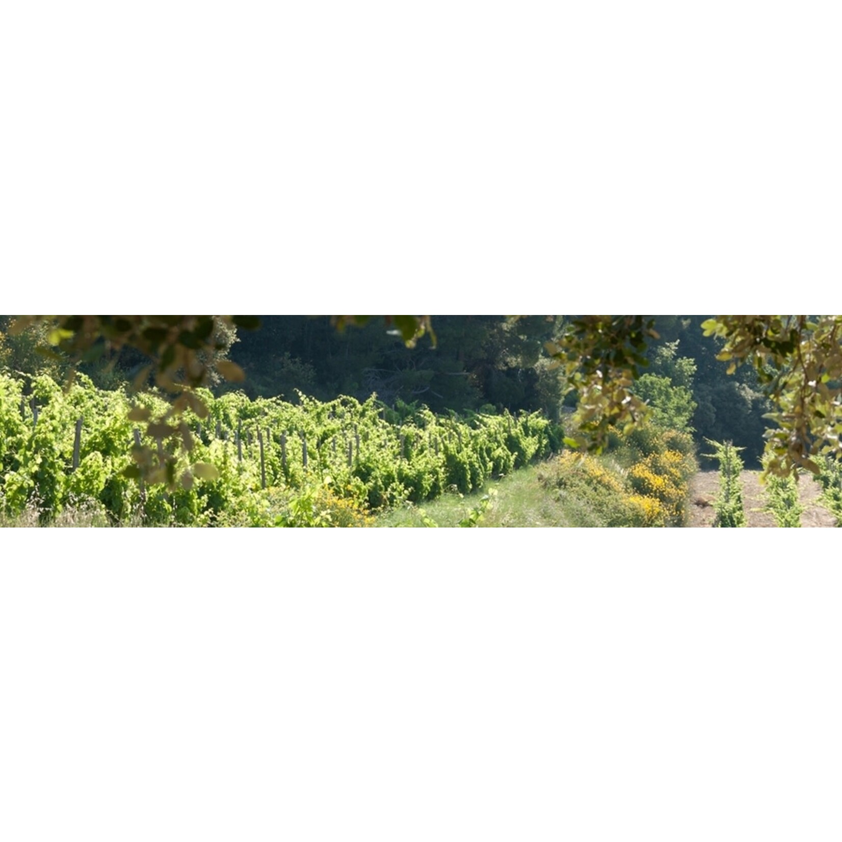 Chateau de Saint Cosme Chateau de Saint Cosme Micro-Cosme Sauvignon Viognier 2022 Rhone France