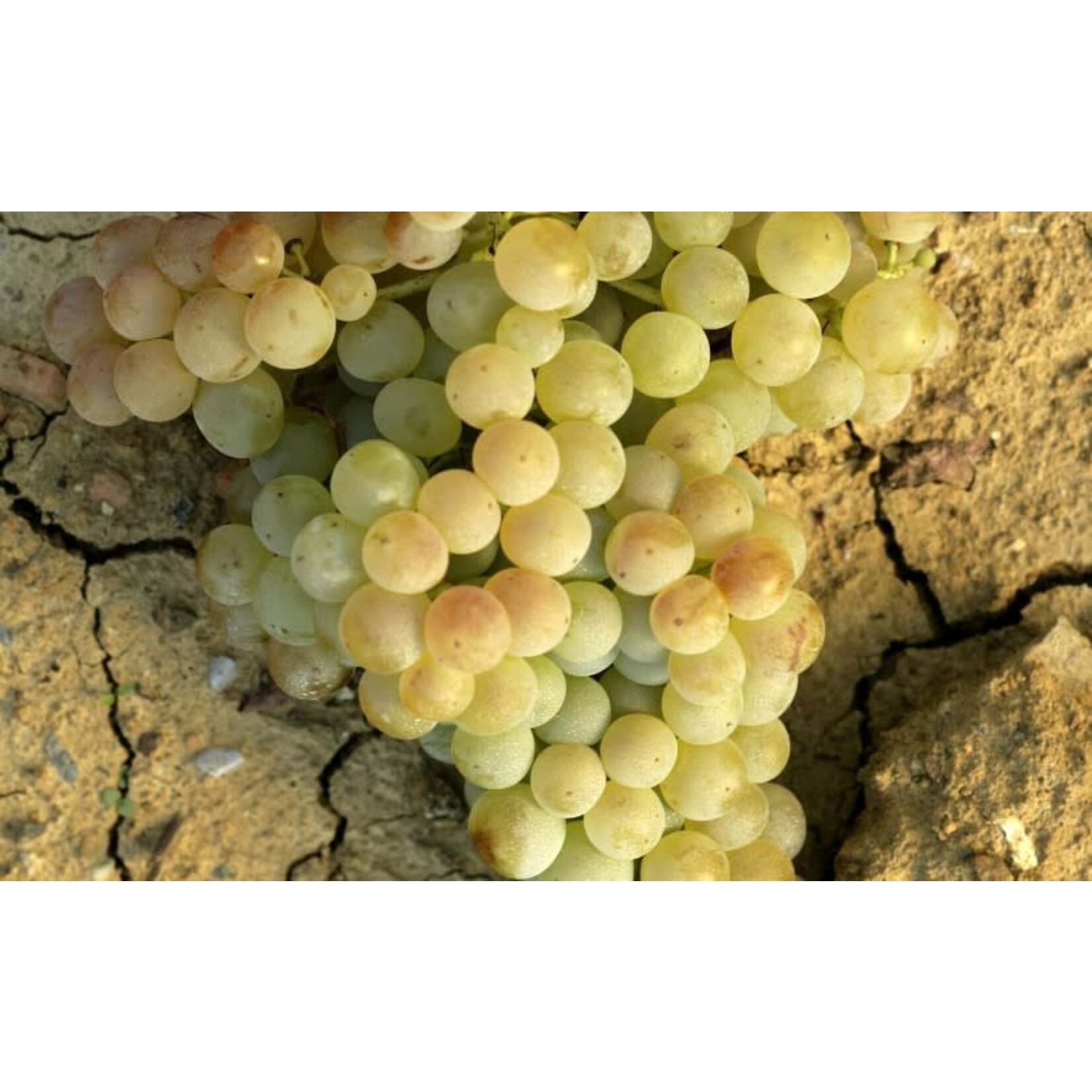 La Scolca Bianco Secco Gavi dei Gavi Dry White Italy