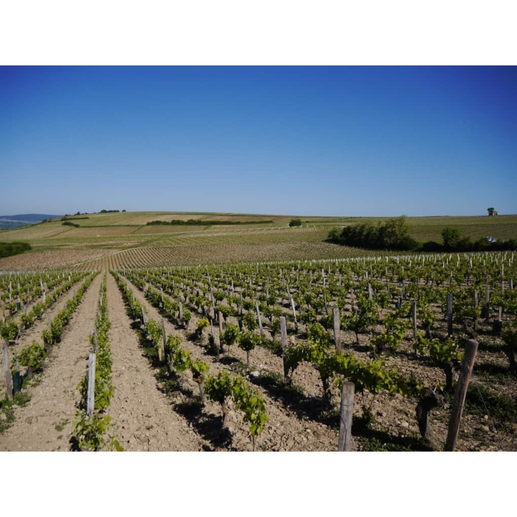 Manoir de la Firetiere Cuvee d Excellence Sauvignon Loire