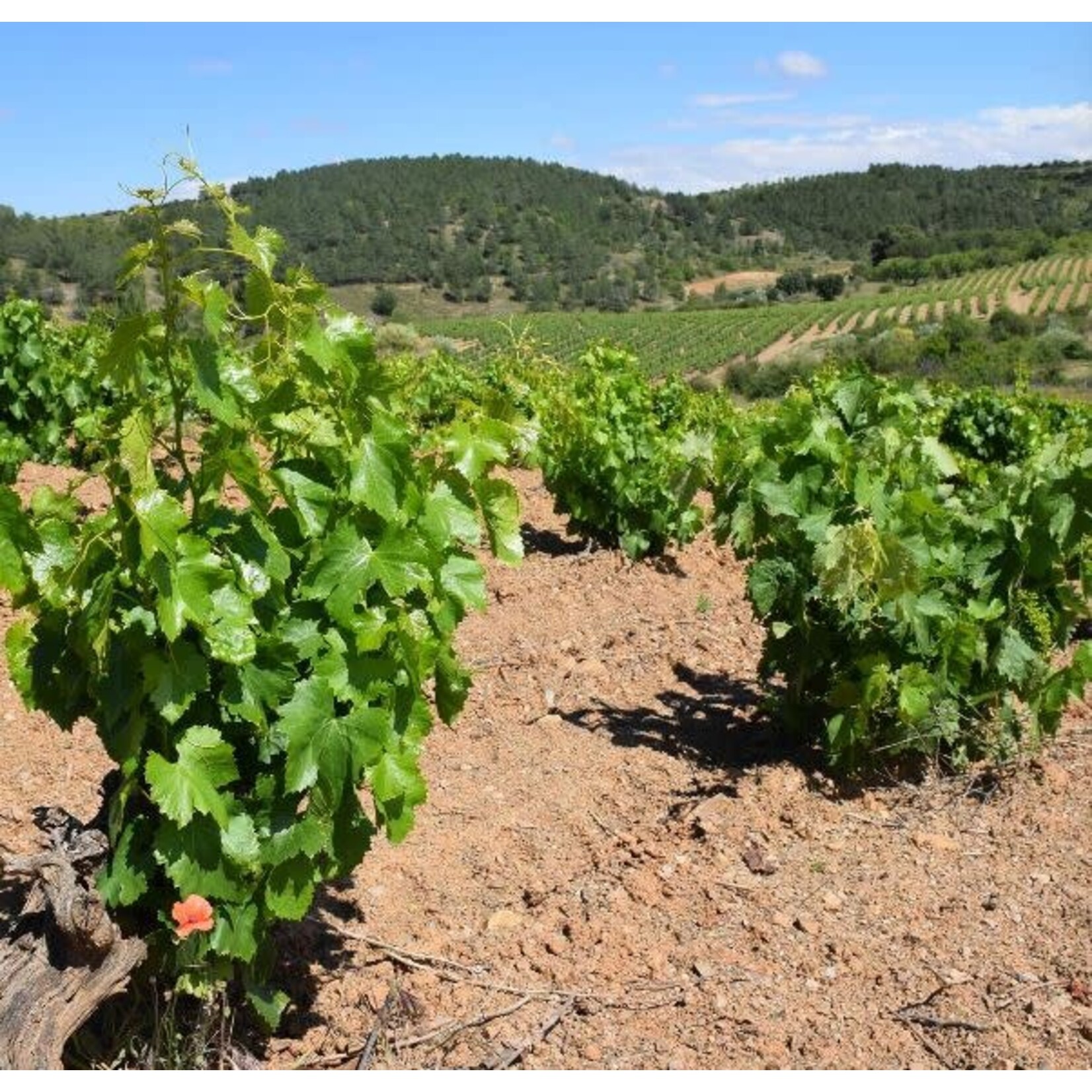 Luis Marin Family Vineyards Magnifico Garnacha 2023 Spain