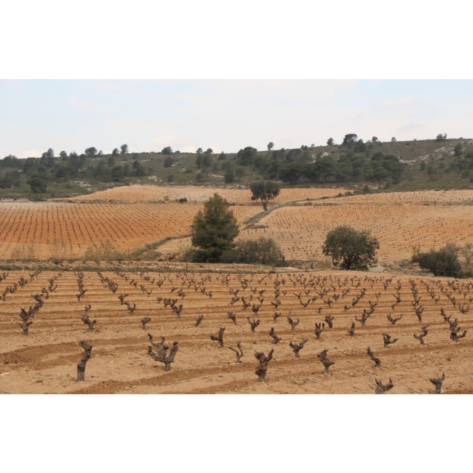 Bajel Pirata Alicante Monastrell Ecologico 2022 Spain