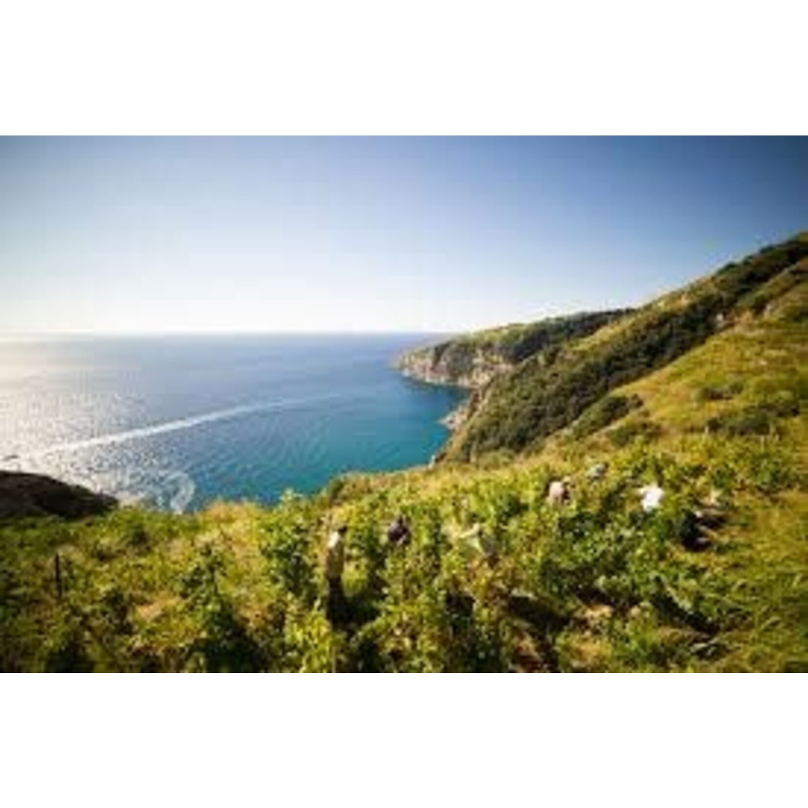Cantine Antonio Mazzella Antonio Mazzella Ischia Biancolella DOC 2023 Italy